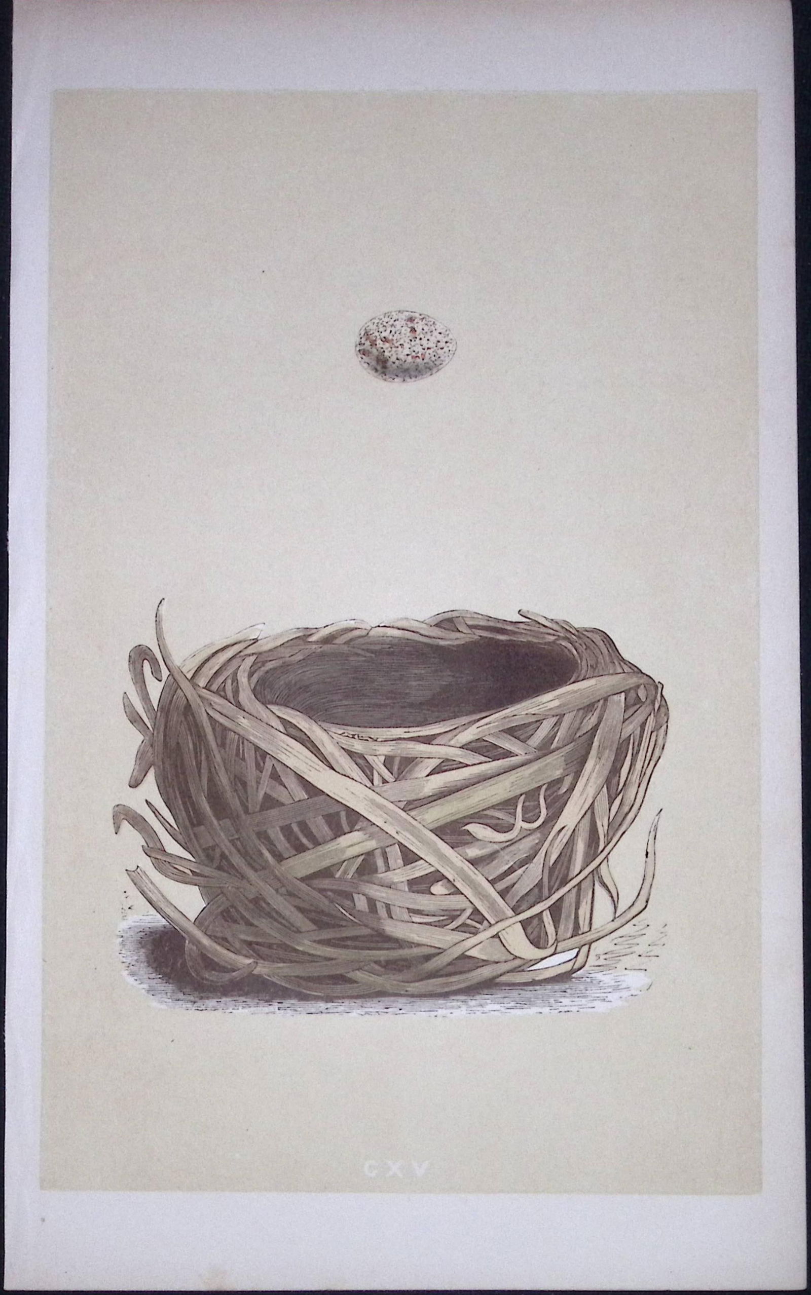 Rev Morris Savi's Warbler Bird Nest & Egg Antique Woodblock Engraving-69: Title: Rev Morris Savi's Warbler Bird Nest & Egg Antique Woodblock Engraving-69 Description: This Original Antique Colour Engraved Plate Was Removed from a First Edition of. The Rev FO