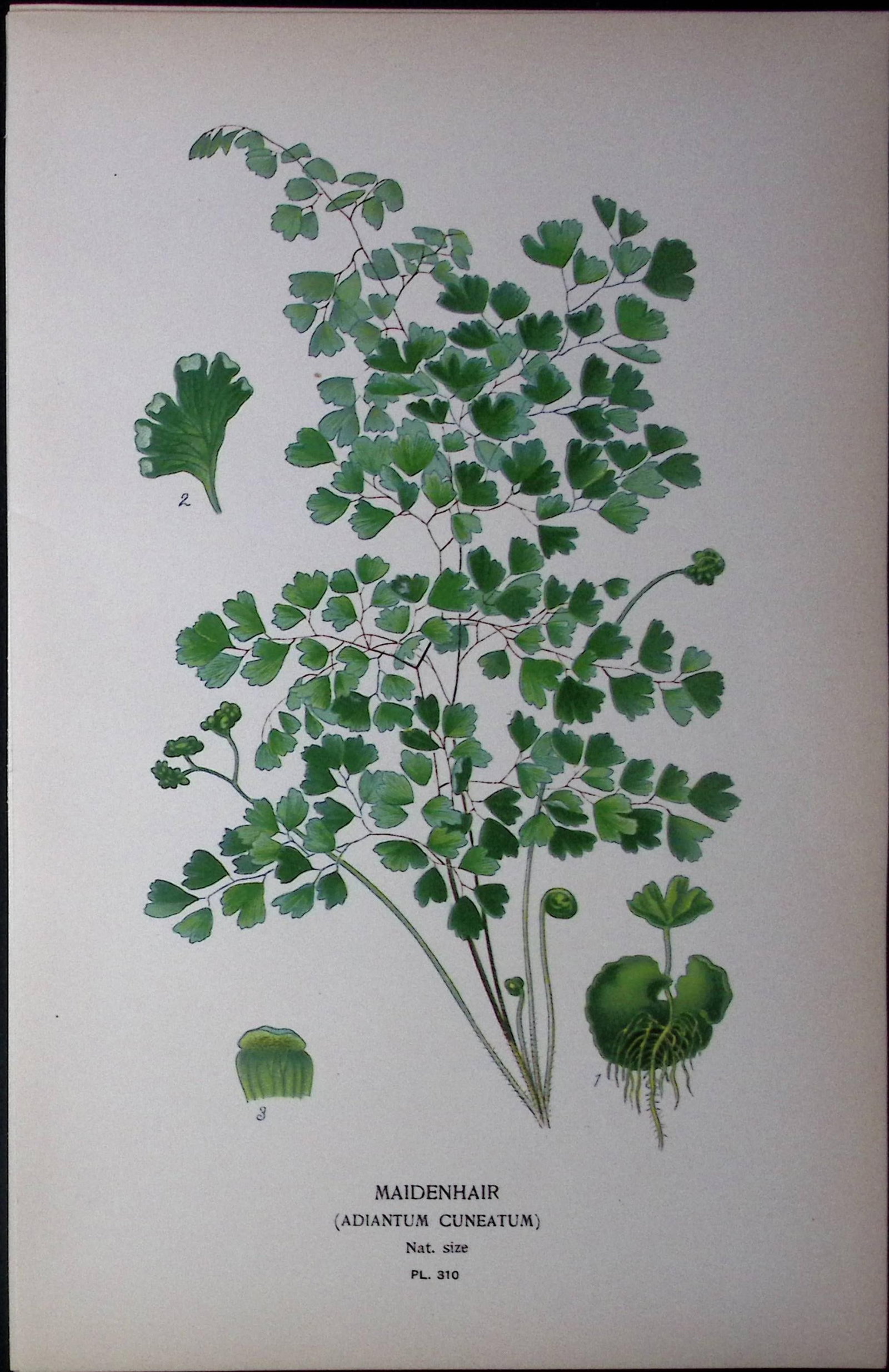 Maidenhair Fern Edward Step Rare Antique Botanical Book Plate-310: Title: Maidenhair Fern Edward Step Rare Antique Botanical Book Plate-310 Description: This Rare Beautiful Chromolithograph Was Removed from a Circa 1897 Antique Edition of. The Favourite