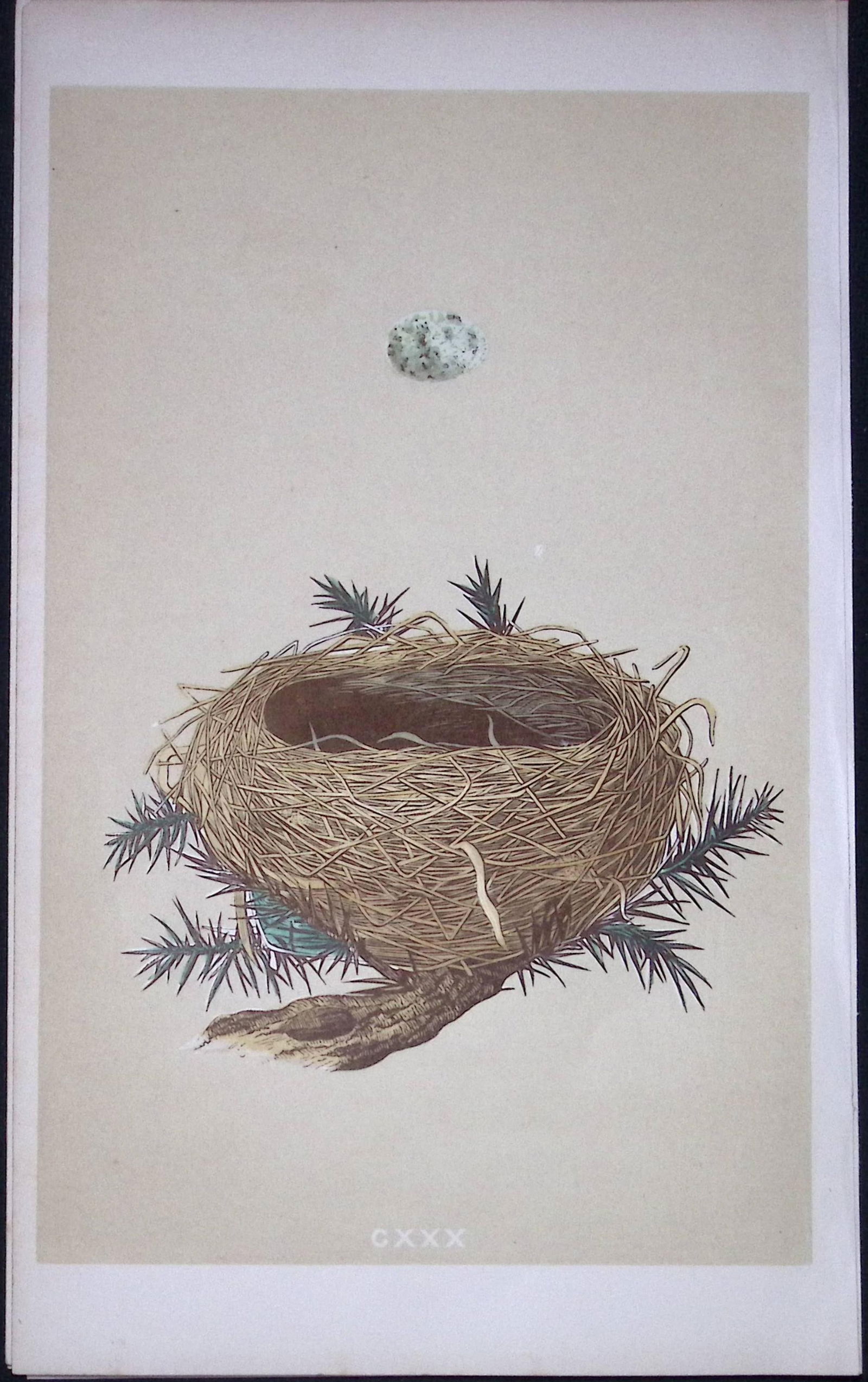 Rev Morris Dartford Warbler Bird Nest & Egg Antique Woodblock Engraving-77: Title: Rev Morris Dartford Warbler Bird Nest & Egg Antique Woodblock Engraving-77 Description: This Original Antique Colour Engraved Plate Was Removed from a First Edition of. The Rev FO