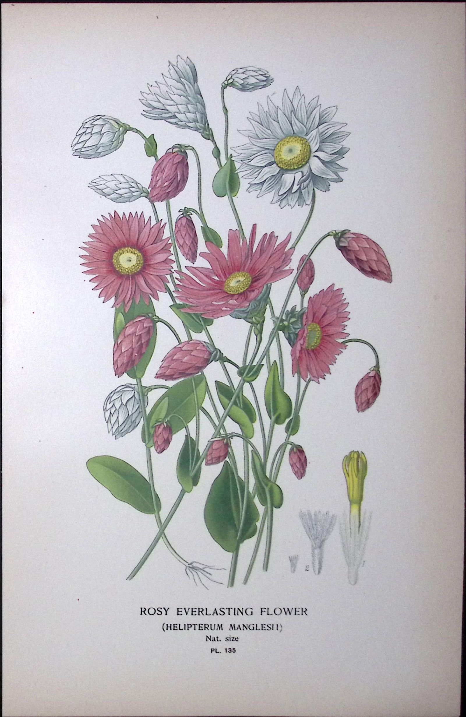 Rosy Everlasting Flower Edward Step Rare Antique Botanical Book Plate-135: Title: Rosy Everlasting Flower Edward Step Rare Antique Botanical Book Plate-135 Description: This Rare Beautiful Chromolithograph Was Removed from a Circa 1897 Antique Edition of. The