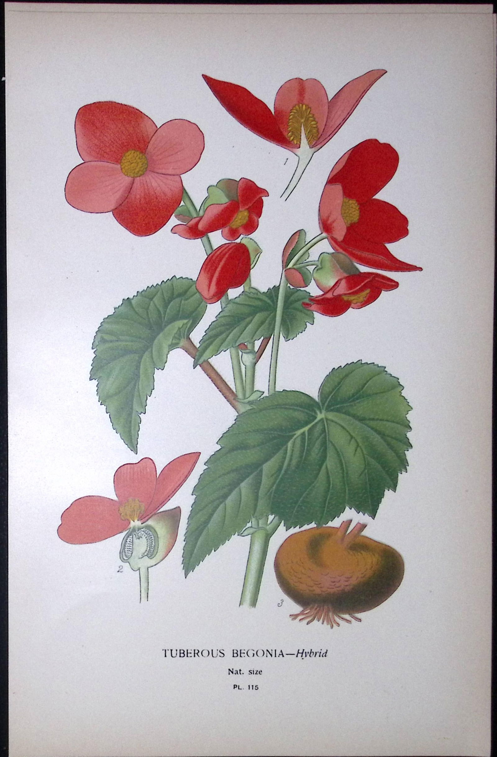 Begonia Tuberous Edward Step Rare Antique Botanical Book Plate-115: Title: Begonia Tuberous Edward Step Rare Antique Botanical Book Plate-115 Description: This Rare Beautiful Chromolithograph Was Removed from a Circa 1897 Antique Edition of. The Favourite