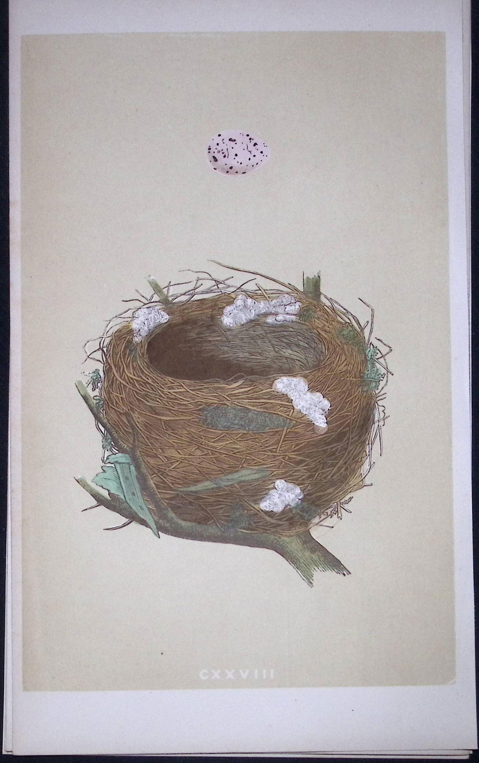 Rev Morris Melodious Willow Warbler Bird Nest & Egg Antique Woodblock Engraving-63: Title: Rev Morris Melodious Willow Warbler Bird Nest & Egg Antique Woodblock Engraving-63 Description: This Original Antique Colour Engraved Plate Was Removed from a First Editio