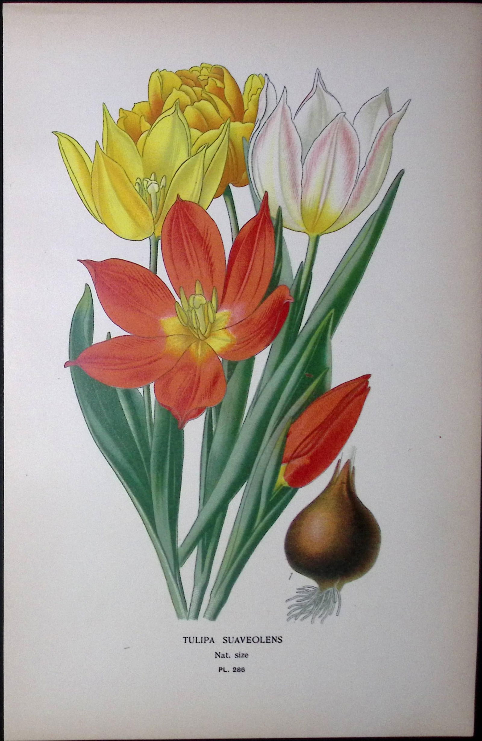Sweet-Scented Tulip Edward Step Rare Antique Botanical Book Plate-286 (1 of 1)