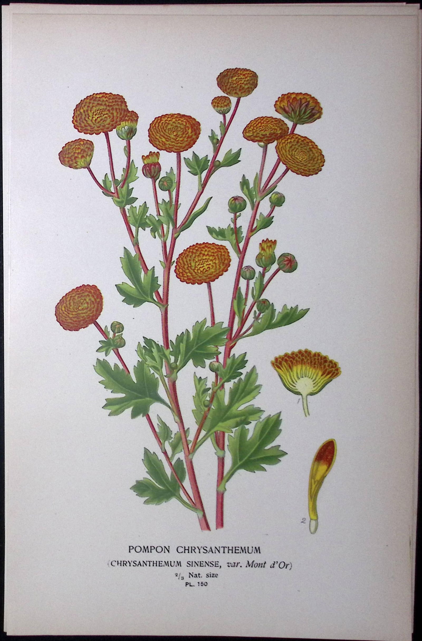 Pompon Chrysanthemum Edward Step Rare Antique Botanical Book Plate-150: Title: Pompon Chrysanthemum Edward Step Rare Antique Botanical Book Plate-150 Description: This Rare Beautiful Chromolithograph Was Removed from a Circa 1897 Antique Edition of. The Favourite
