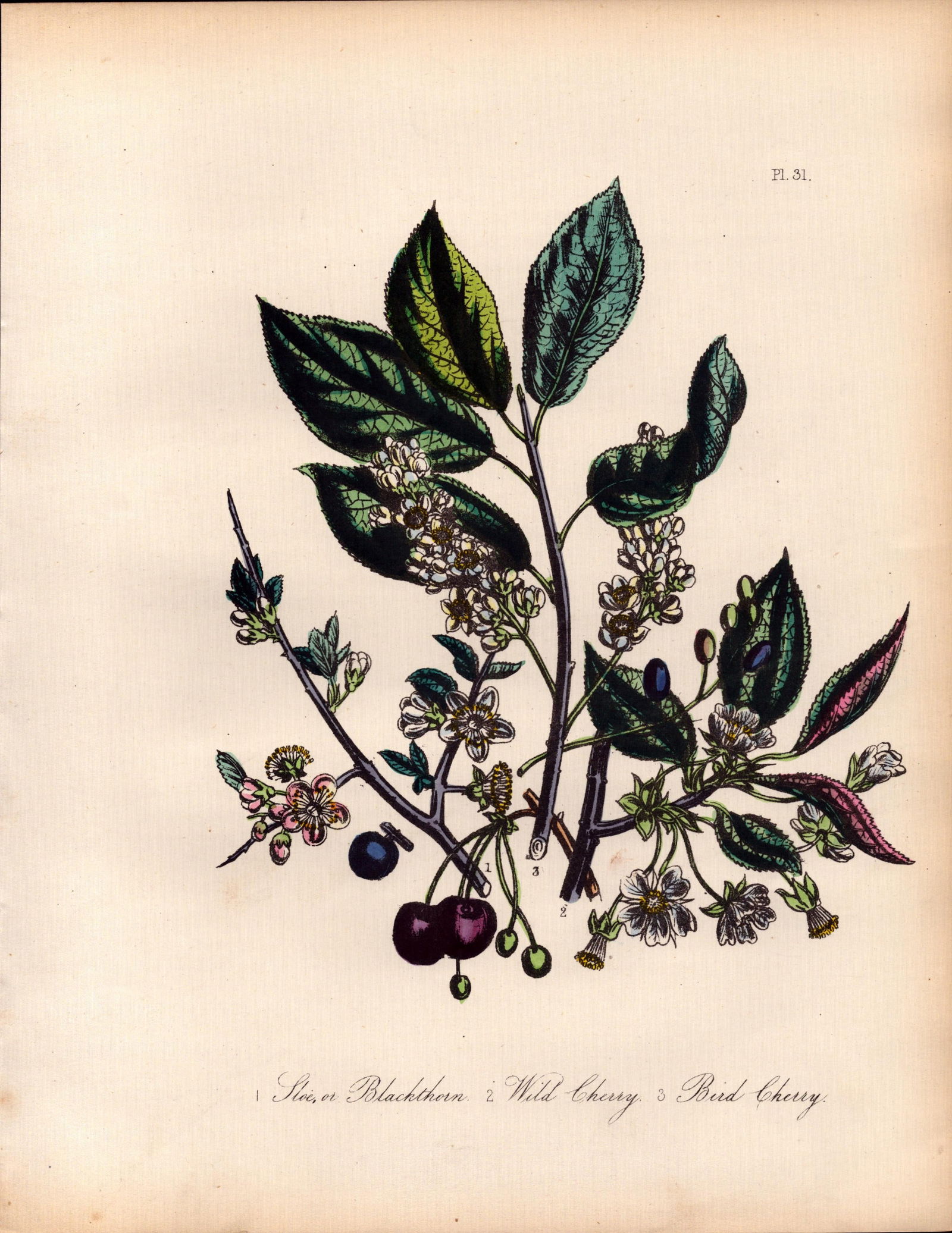 Rare 165-Yr-Old Antique Wildflower Gilt-Edged Illustration Jane Webb Loudon-31.: Title: Rare 165-Yr-Old Antique Wildflower Gilt-Edged Illustration Jane Webb Loudon-31. Description: Rare 165-Yr-Old Antique Wildflower Gilt-Edged Illustration Jane Webb Loudon-31.