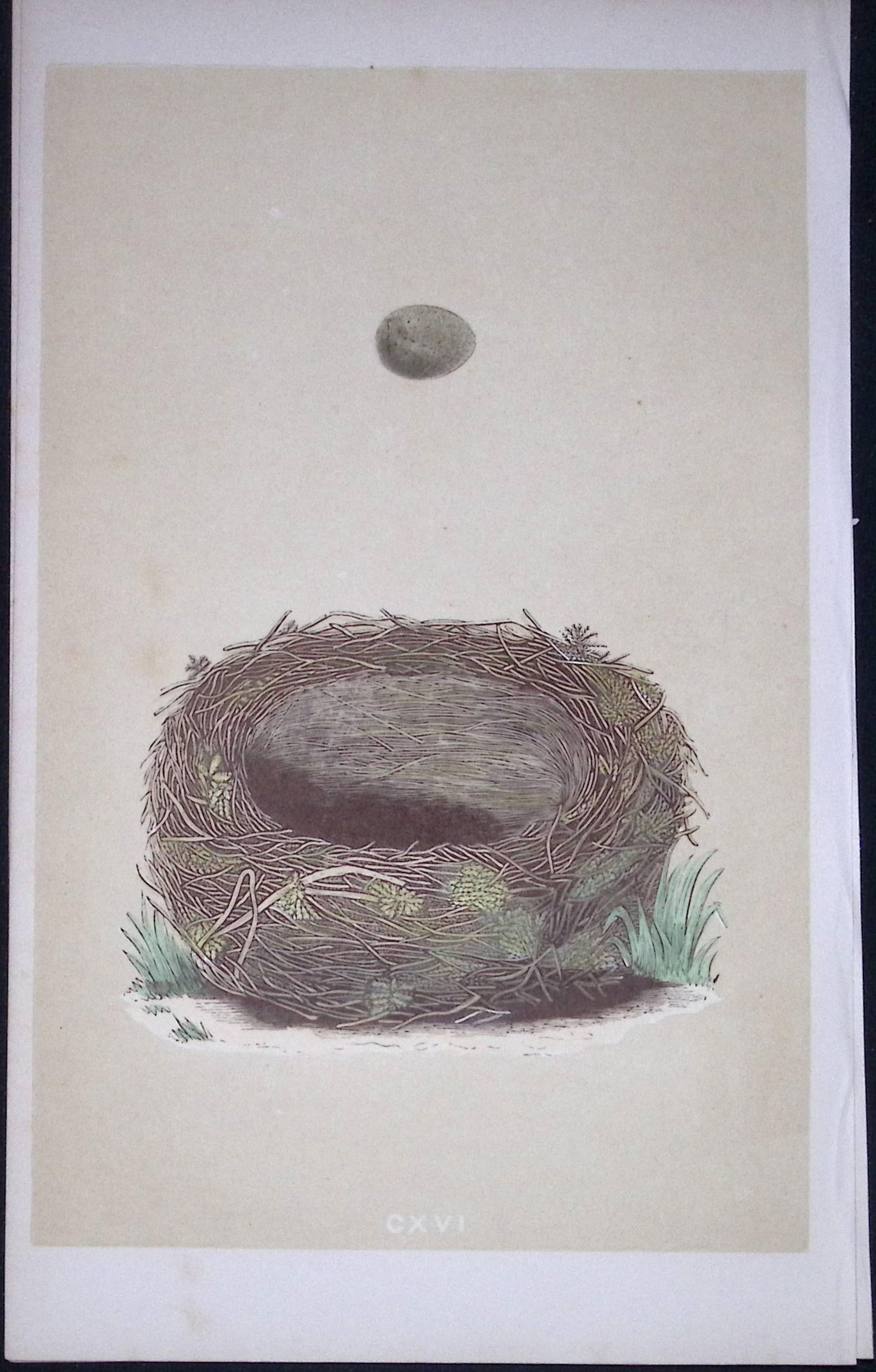 Rev Morris Sedge Warble Bird Nest & Egg Antique Woodblock Engraving-74: Title: Rev Morris Sedge Warble Bird Nest & Egg Antique Woodblock Engraving-74 Description: This Original Antique Colour Engraved Plate Was Removed from a First Edition of.