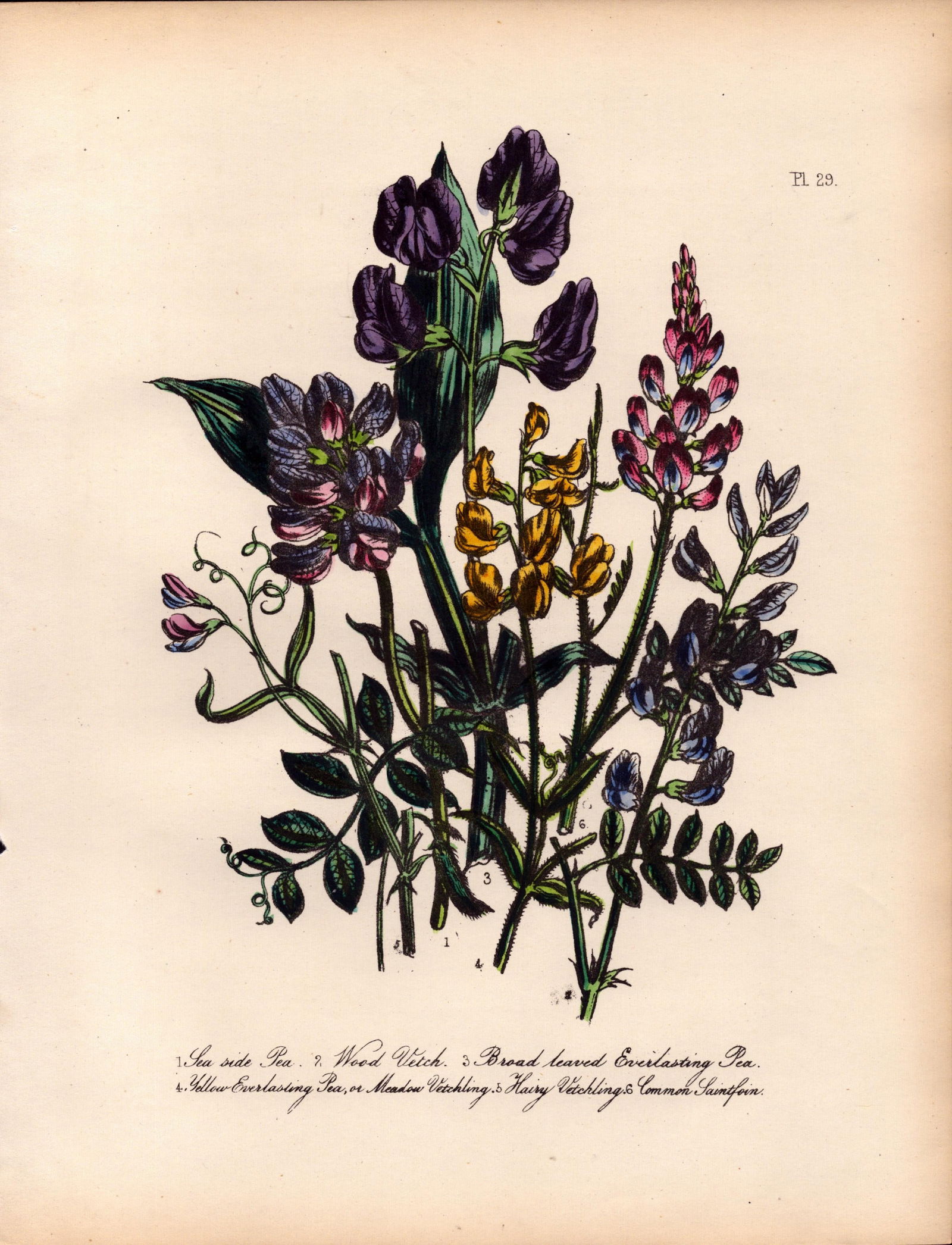 Rare 165-Yr-Old Antique Wildflower Gilt-Edged Illustration Jane Webb Loudon-29.: Title: Rare 165-Yr-Old Antique Wildflower Gilt-Edged Illustration Jane Webb Loudon-29. Description: Rare 165-Yr-Old Antique Wildflower Gilt-Edged Illustration Jane Webb Loudon-29. With Original