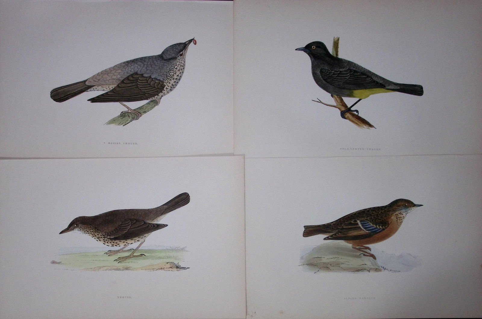 Job-Lot Rev Morris History of British Birds 130 Yrs-Old Antique Engravings-11 (1 of 2)