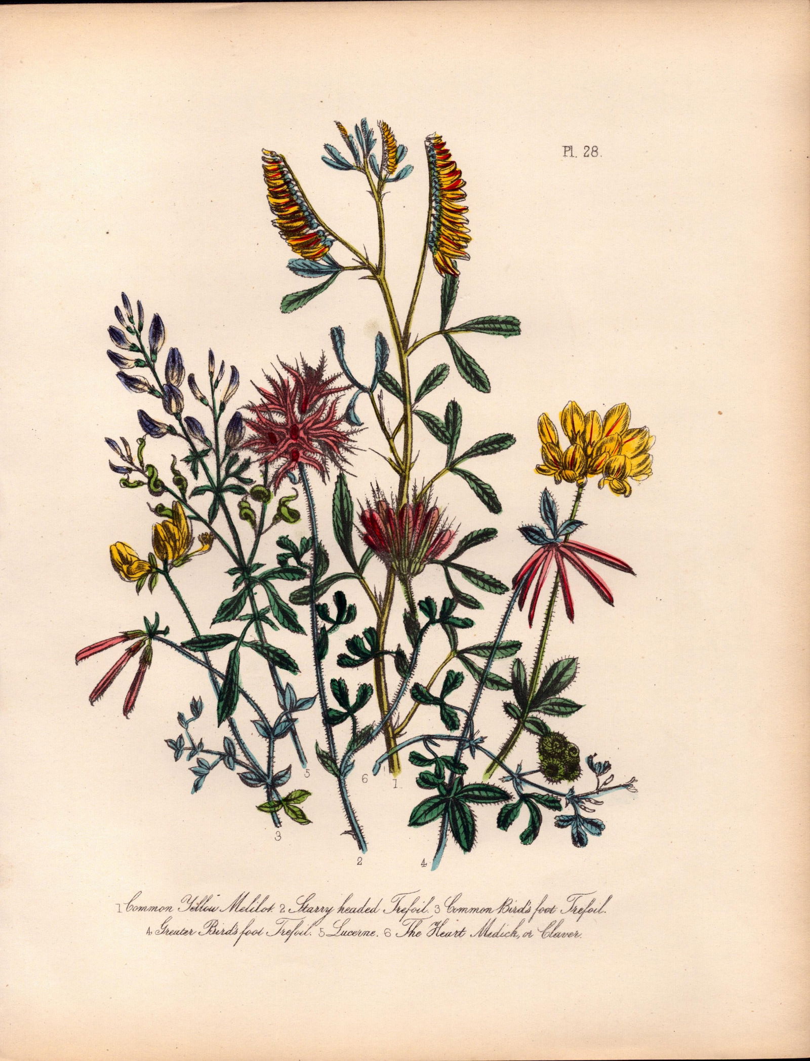 Rare 165-Yr-Old Antique Wildflower Gilt-Edged Illustration Jane Webb Loudon-28.: Title: Rare 165-Yr-Old Antique Wildflower Gilt-Edged Illustration Jane Webb Loudon-28. Description: Rare 165-Yr-Old Antique Wildflower Gilt-Edged Illustration Jane Webb Loudon-28. With Original