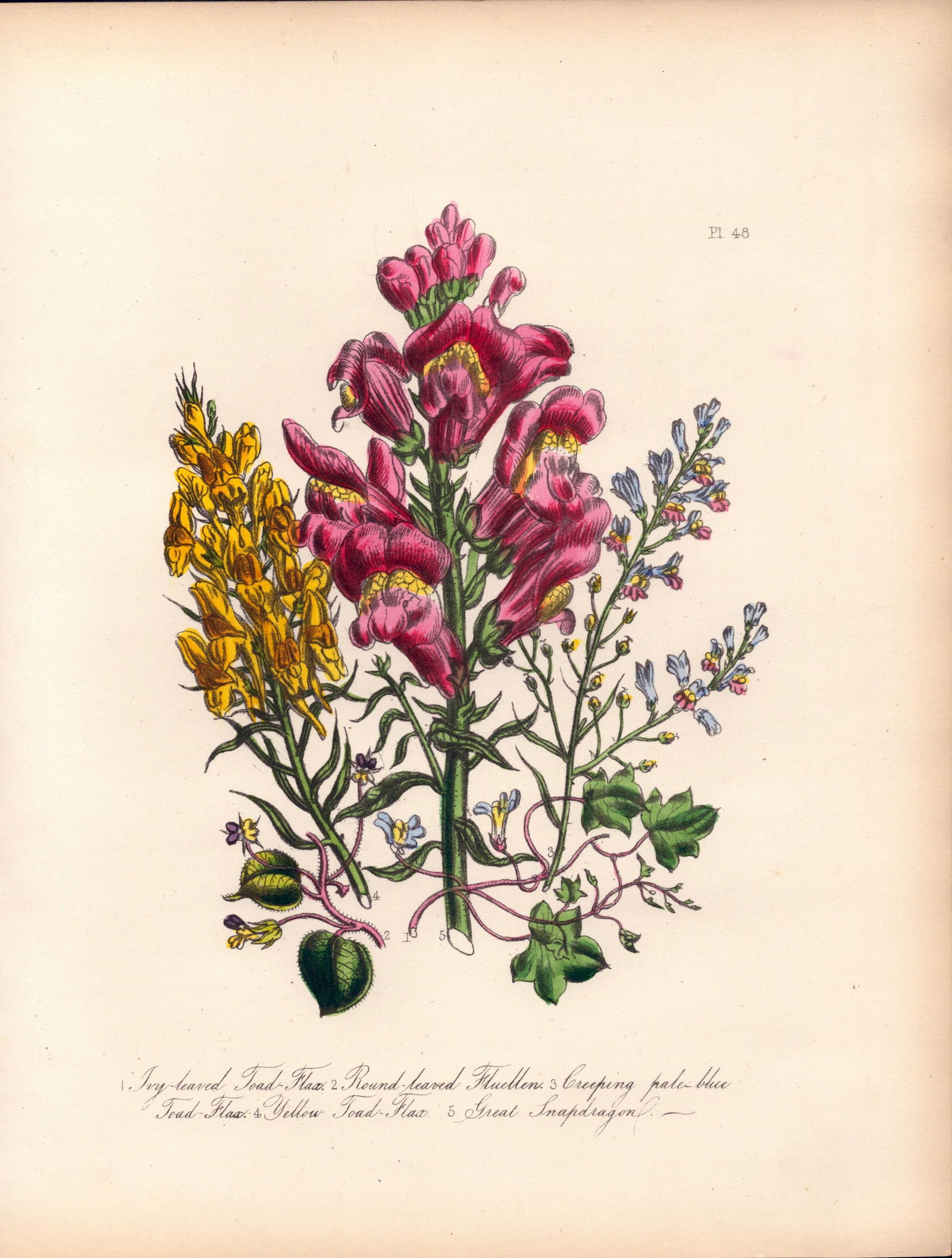 Rare 165-Yr-Old Antique Wildflower Gilt-Edged Illustration Jane Webb Loudon-48.: Title: Rare 165-Yr-Old Antique Wildflower Gilt-Edged Illustration Jane Webb Loudon-48. Description: Rare 165-Yr-Old Antique Wildflower Gilt-Edged Illustration Jane Webb Loudon-48. With Original