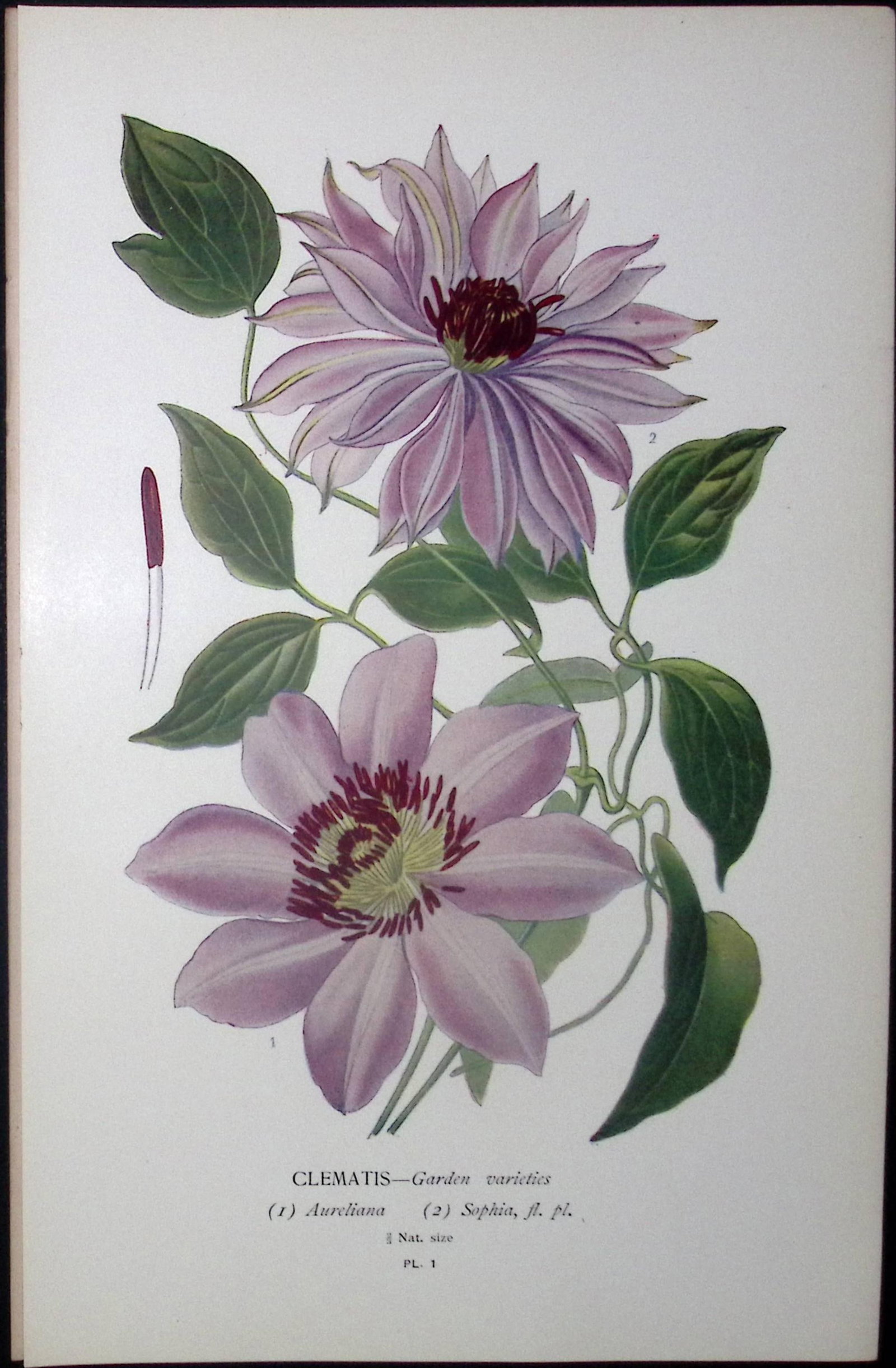 Clematis Varieties Edward Step Rare Antique Flower Book Plate-1: Title: Clematis Varieties Edward Step Rare Antique Flower Book Plate-1 Description: This Rare Beautiful Chromolithograph Was Removed from a Circa 1897 Antique Edition of. The Favourite Flowers