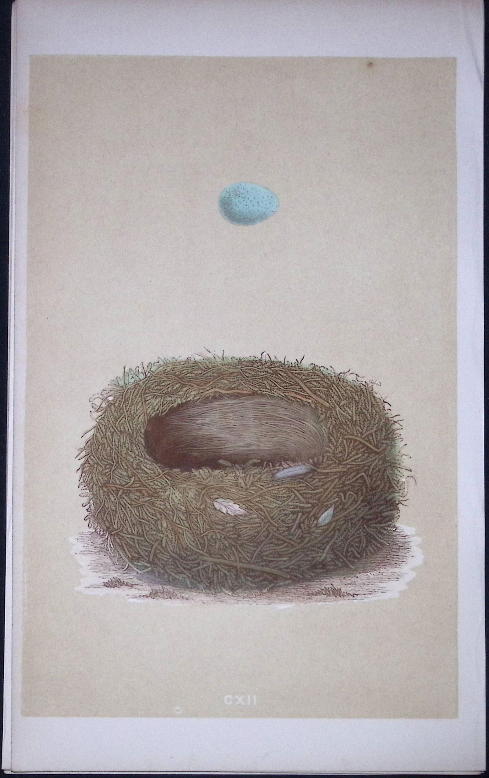 Rev Morris Stonechat Bird Nest & Egg Antique Woodblock Engraving-55: Title: Rev Morris Stonechat Bird Nest & Egg Antique Woodblock Engraving-55 Description: This Original Antique Colour Engraved Plate Was Removed from a First Edition of. </