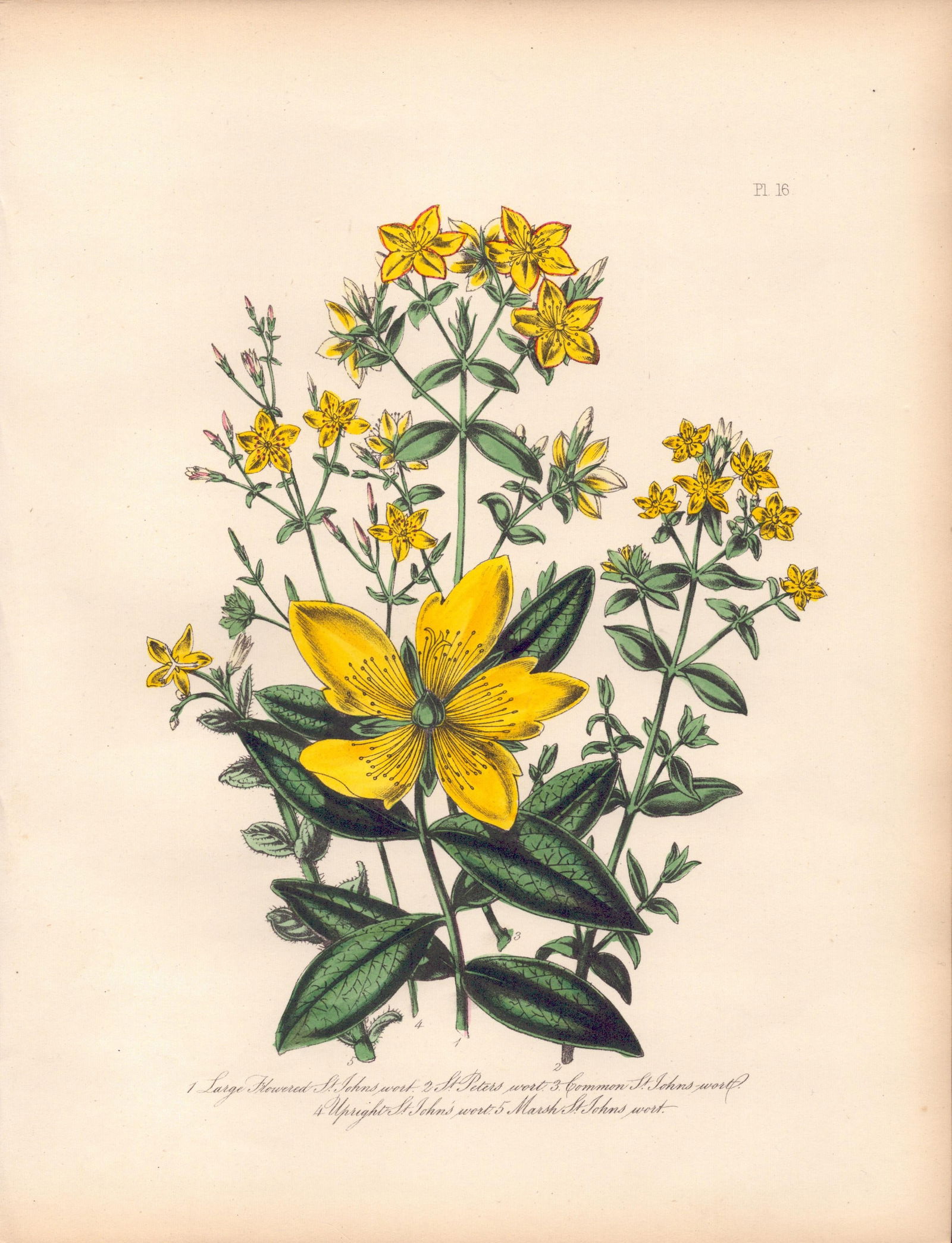 Rare 165-Yr-Old Antique Wildflower Gilt-Edged Illustration Jane Webb Loudon -16.: Title: Rare 165-Yr-Old Antique Wildflower Gilt-Edged Illustration Jane Webb Loudon -16. Description: Rare 165-Yr-Old Antique Wildflower Gilt-Edged Illustration Jane Webb Loudon -16.<