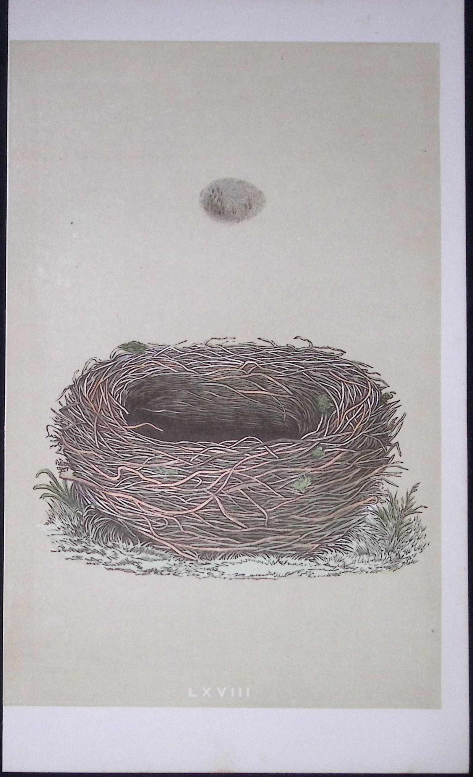 Rev Morris Meadow Pipit Bird Nest & Egg Antique Woodblock Engraving-18: Title: Rev Morris Meadow Pipit Bird Nest & Egg Antique Woodblock Engraving-18 Description: This Original Antique Colour Engraved Plate Was Removed from a First Edition of. The Rev FO Morris