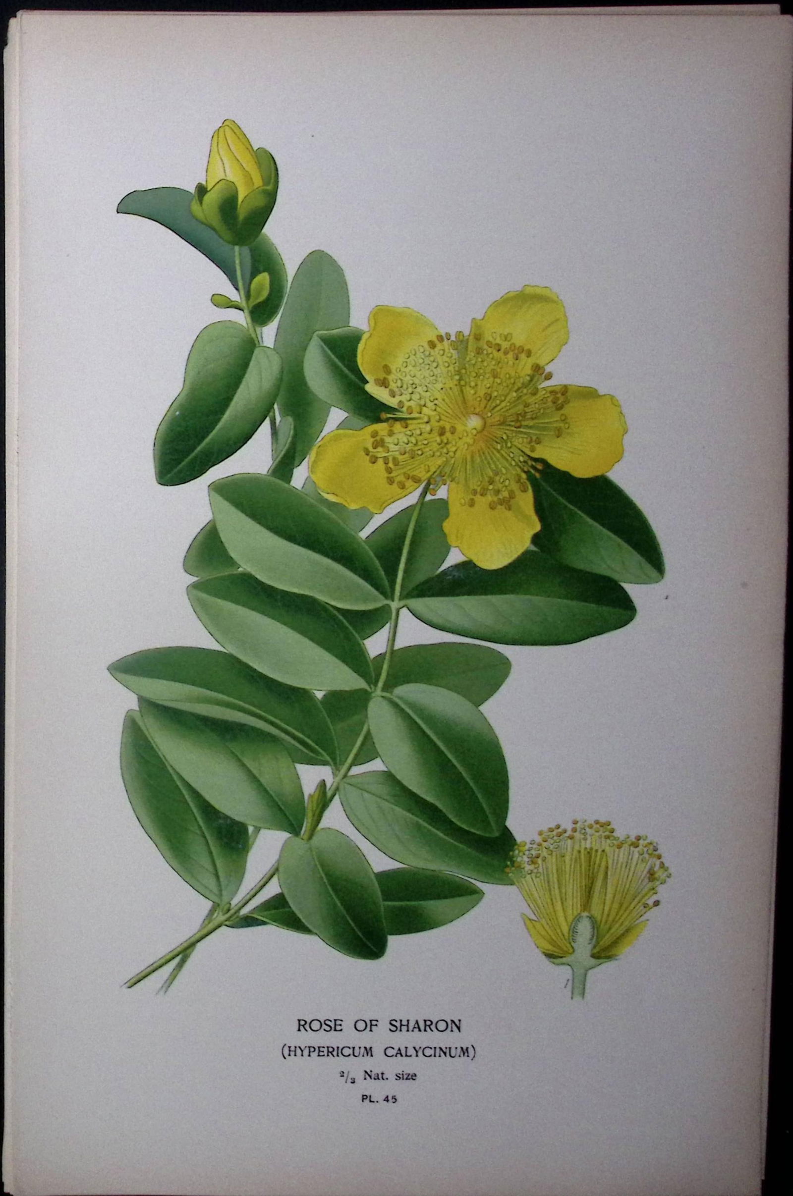 Rose of Sharon Edward Step Rare Antique Botanical Book Plate-45: Title: Rose of Sharon Edward Step Rare Antique Botanical Book Plate-45 Description: This Rare Beautiful Chromolithograph Was Removed from a Circa 1897 Antique Edition of. The Favourite Flowers