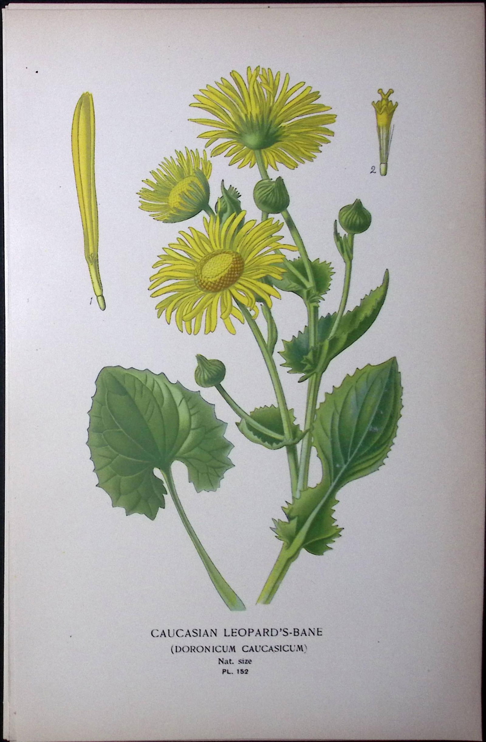 Leopard’s-Bane Caucasian Edward Step Rare Antique Botanical Book Plate-152: Title: Leopard’s-Bane Caucasian Edward Step Rare Antique Botanical Book Plate-152 Description: This Rare Beautiful Chromolithograph Was Removed from a Circa 1897 Antique Edition of. The