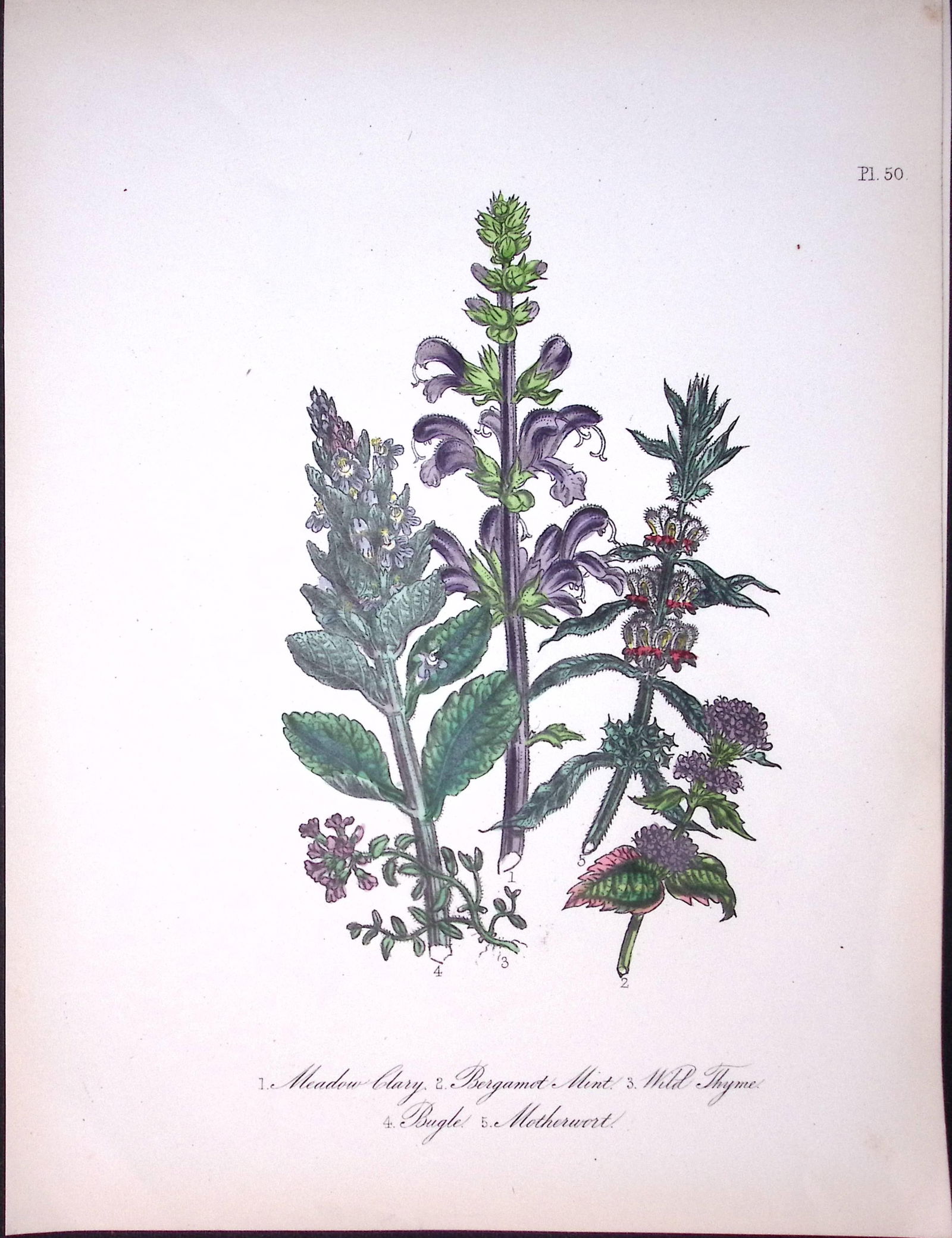 Rare 165-Yr-Old Antique Wildflower Gilt-Edged Illustration Jane Webb Loudon-50.: Title: Rare 165-Yr-Old Antique Wildflower Gilt-Edged Illustration Jane Webb Loudon-50. Description: Rare 165-Yr-Old Antique Wildflower Gilt-Edged Illustration Jane Webb Loudon-50. With Original