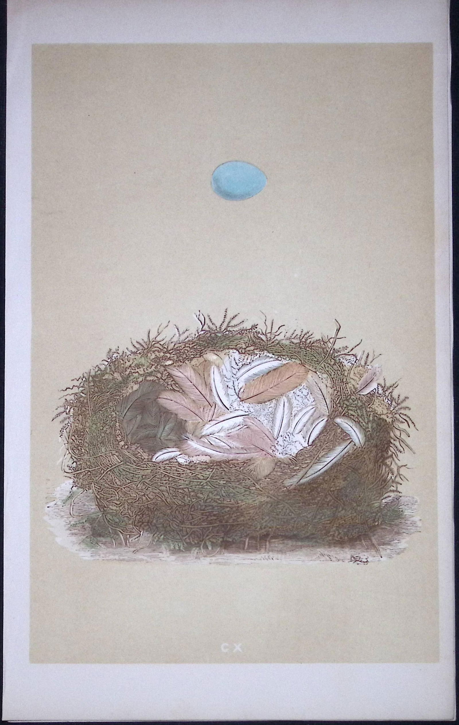 Rev Morris Redstart Bird Nest & Egg Antique Woodblock Engraving-40: Title: Rev Morris Redstart Bird Nest & Egg Antique Woodblock Engraving-40 Description: This Original Antique Colour Engraved Plate Was Removed from a First Edition of. The Rev FO Morris