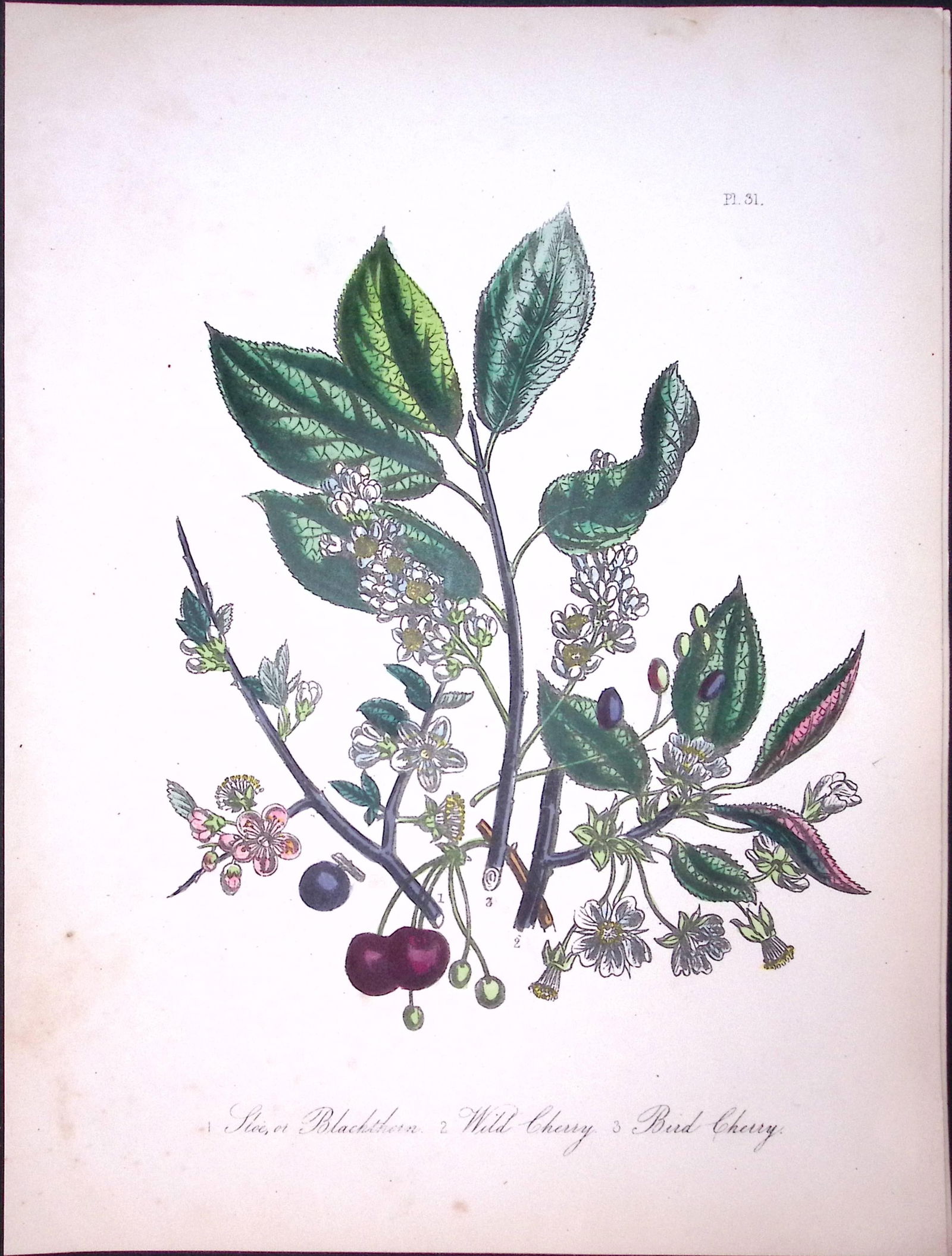 Rare 165-Yr-Old Antique Wildflower Gilt-Edged Illustration Jane Webb Loudon-31-A: Title: Rare 165-Yr-Old Antique Wildflower Gilt-Edged Illustration Jane Webb Loudon-31-A Description: Rare 165-Yr-Old Antique Wildflower Gilt-Edged Illustration Jane Webb Loudon-31-A With