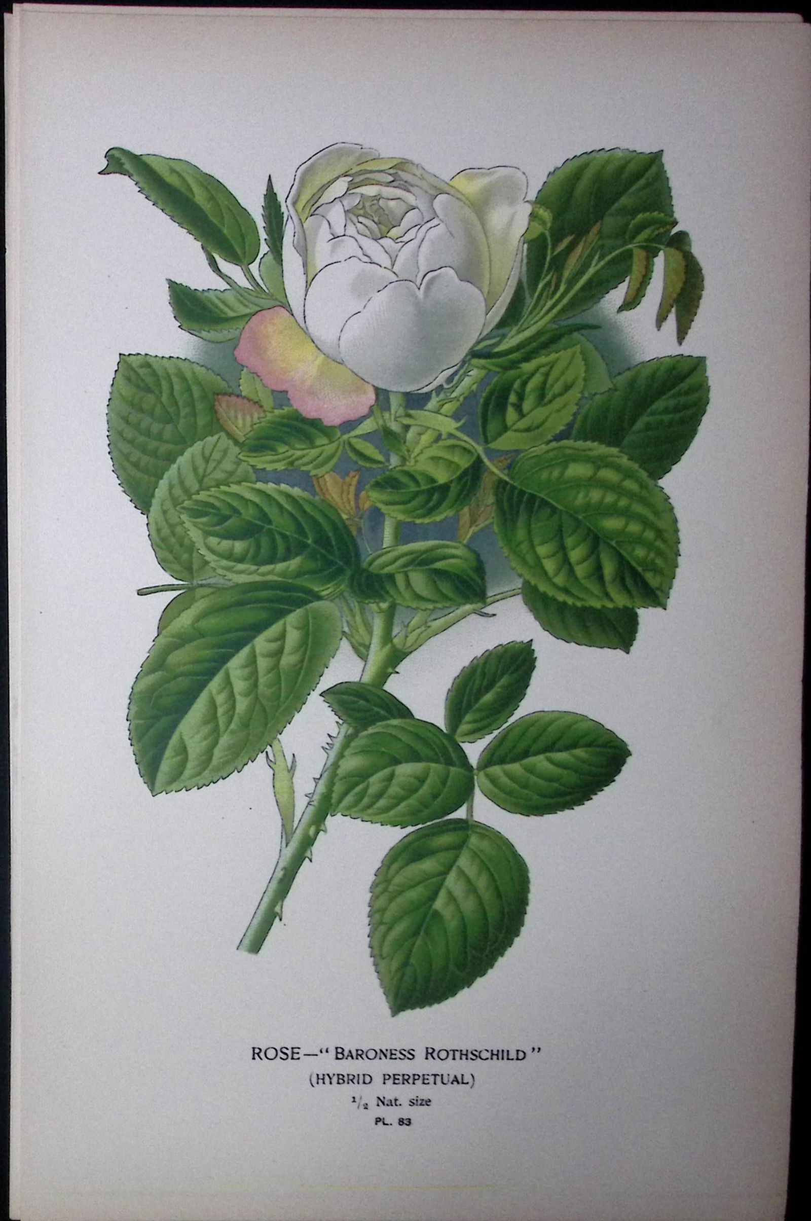 Baroness Rothchild's Rose Edward Step Rare Antique Botanical Book Plate-83: Title: Baroness Rothchild's Rose Edward Step Rare Antique Botanical Book Plate-83 Description: This Rare Beautiful Chromolithograph Was Removed from a Circa 1897 Antique Edition of.<