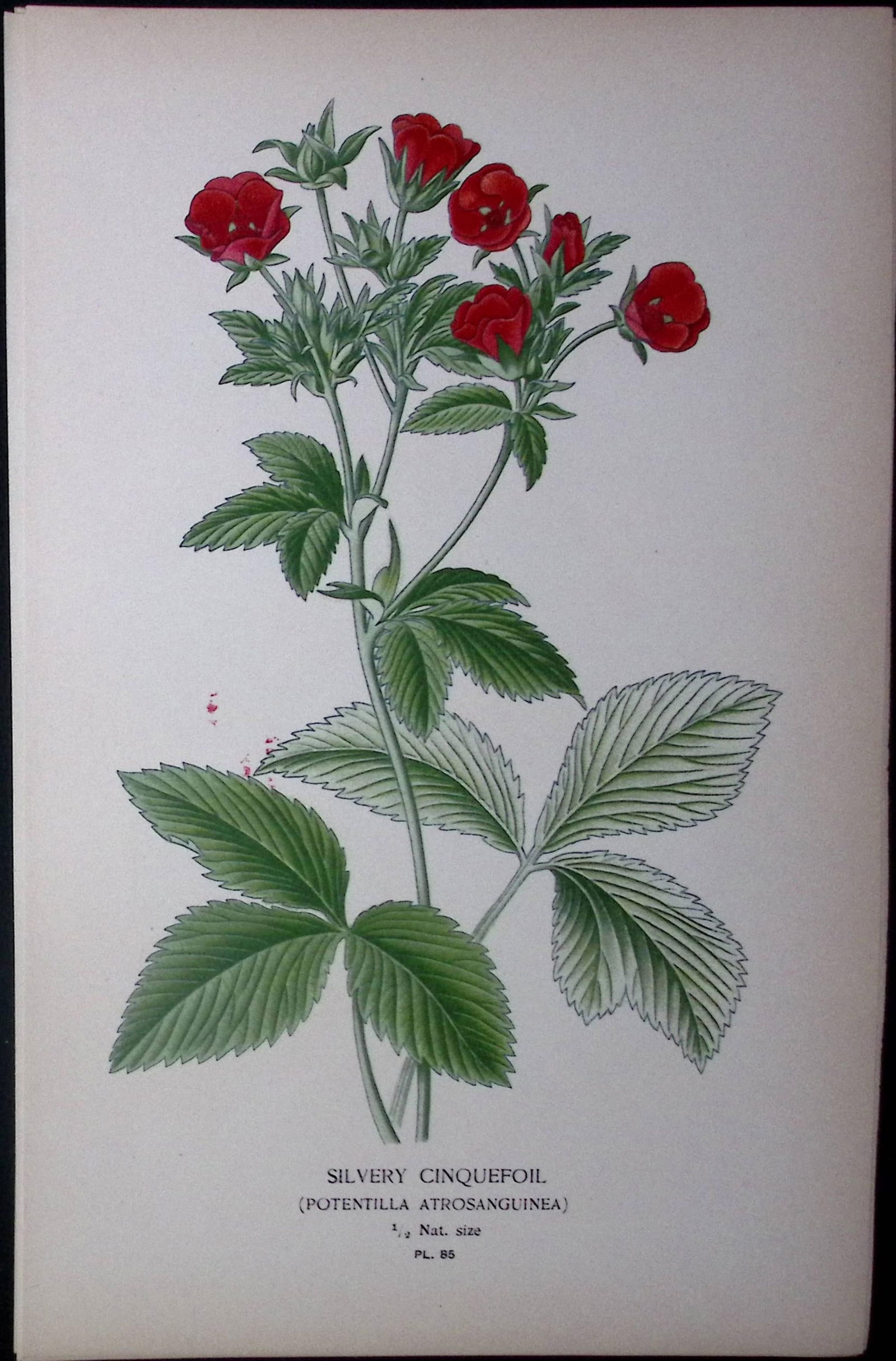Silvery Cinquefoil Rose Edward Step Rare Antique Botanical Book Plate-85: Title: Silvery Cinquefoil Rose Edward Step Rare Antique Botanical Book Plate-85 Description: This Rare Beautiful Chromolithograph Was Removed from a Circa 1897 Antique Edition of.