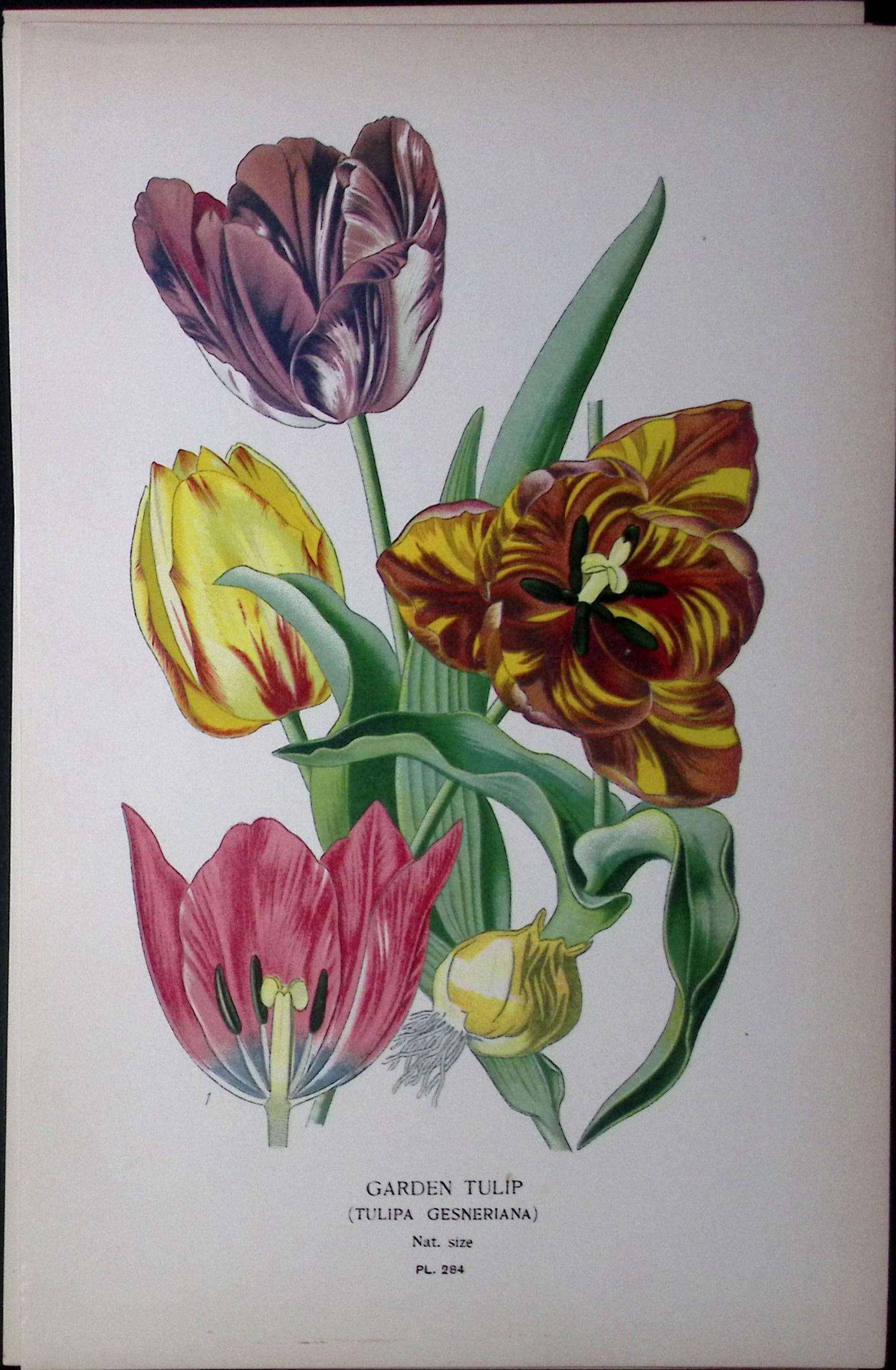 Garden Tulip Edward Step Rare Antique Botanical Book Plate-284 (1 of 1)