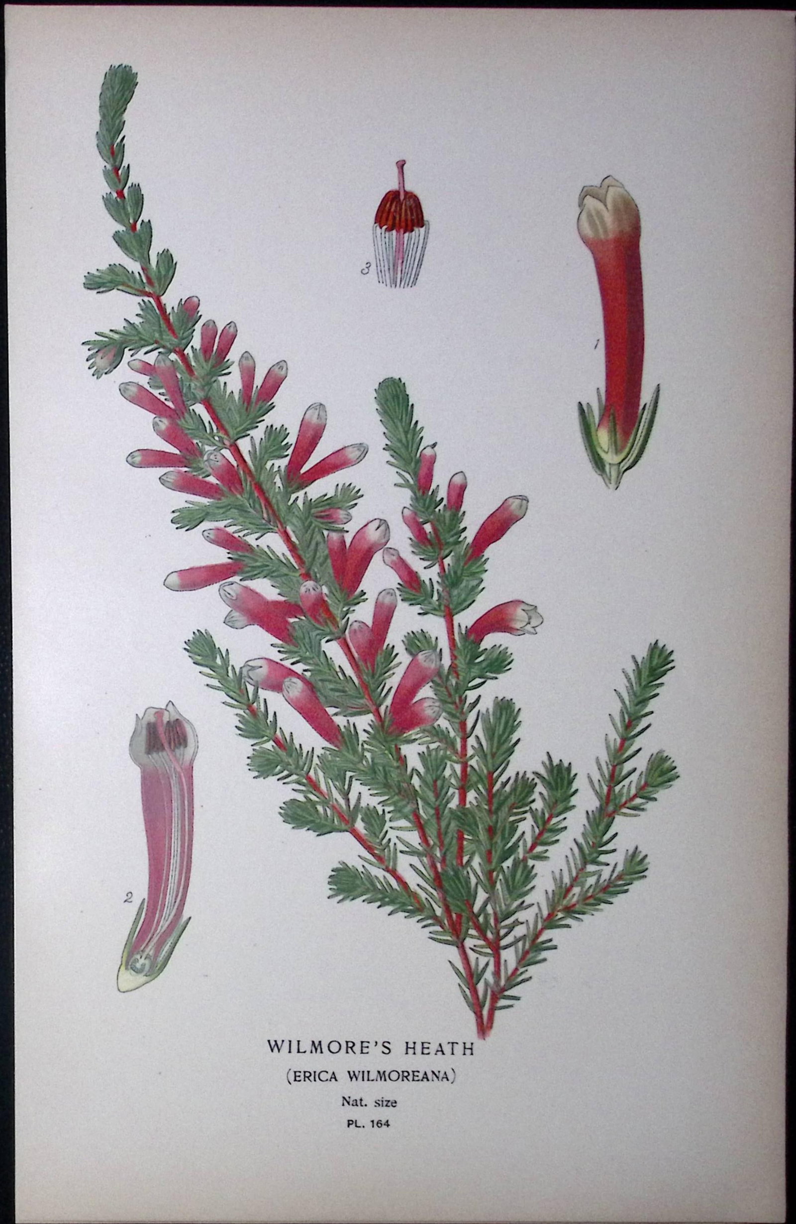 Wilmore’s Heath Edward Step Rare Antique Botanical Book Plate-164: Title: Wilmore’s Heath Edward Step Rare Antique Botanical Book Plate-164 Description: This Rare Beautiful Chromolithograph Was Removed from a Circa 1897 Antique Edition of. The Favourite