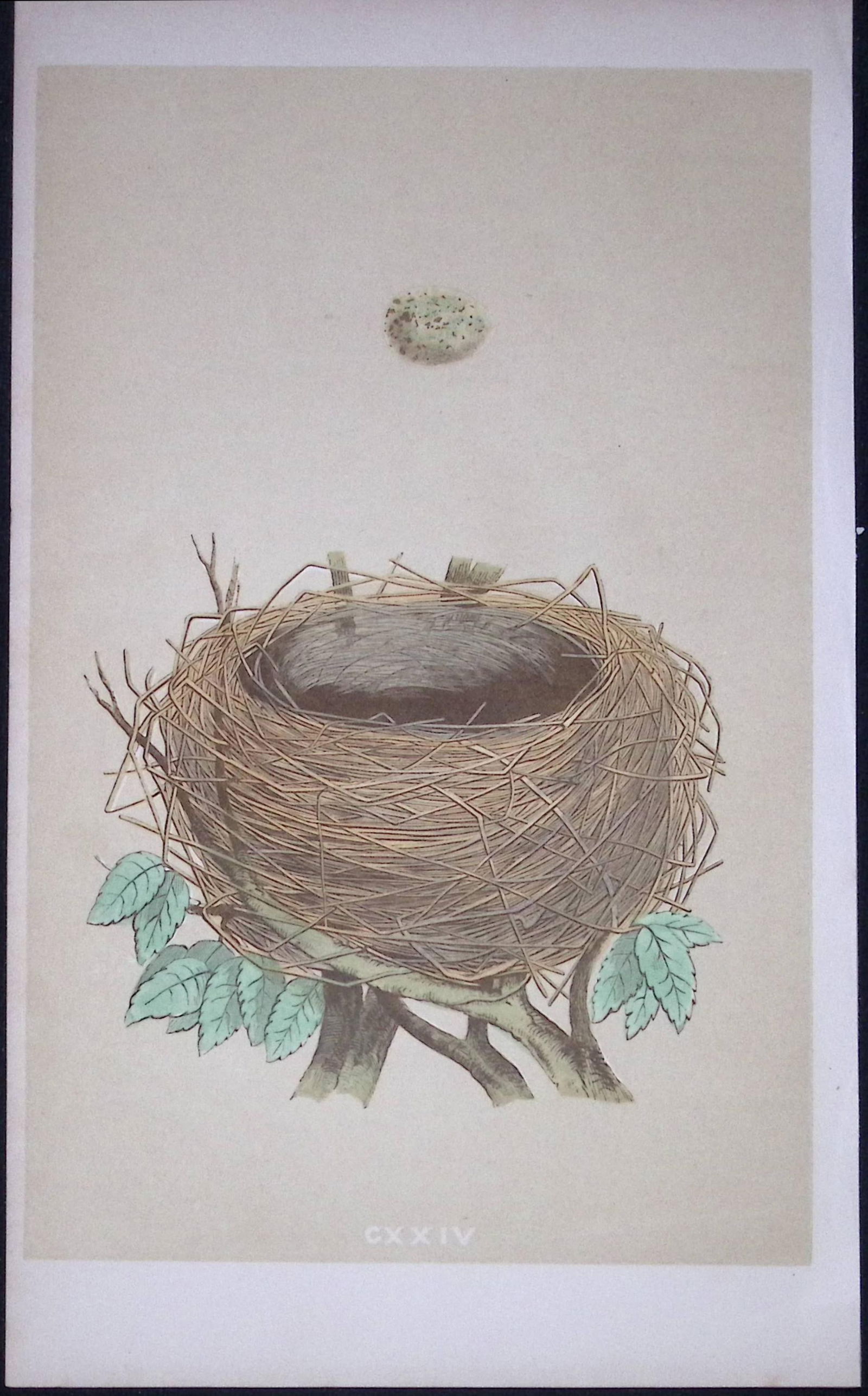 Rev Morris Whitethroat Bird Nest & Egg Antique Woodblock Engraving-72: Title: Rev Morris Whitethroat Bird Nest & Egg Antique Woodblock Engraving-72 Description: This Original Antique Colour Engraved Plate Was Removed from a First Edition of. The Rev FO Morris