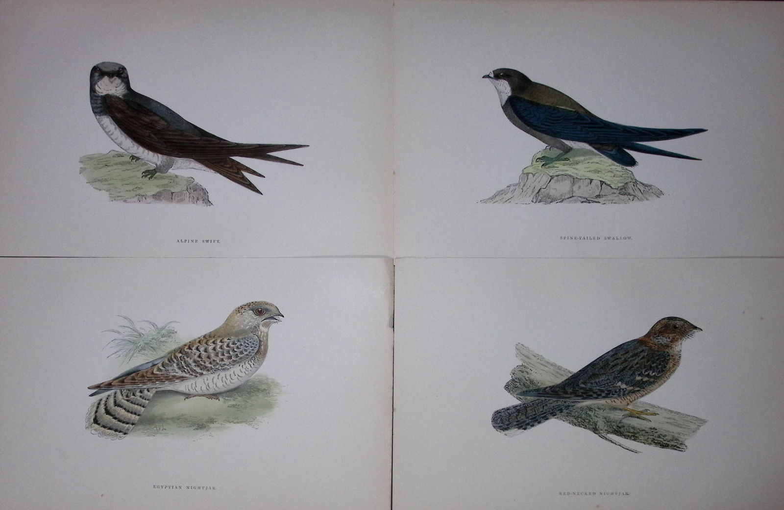 Job-Lot Rev Morris History of British Birds 130 Yrs-Old Antique Engravings-2 - 2