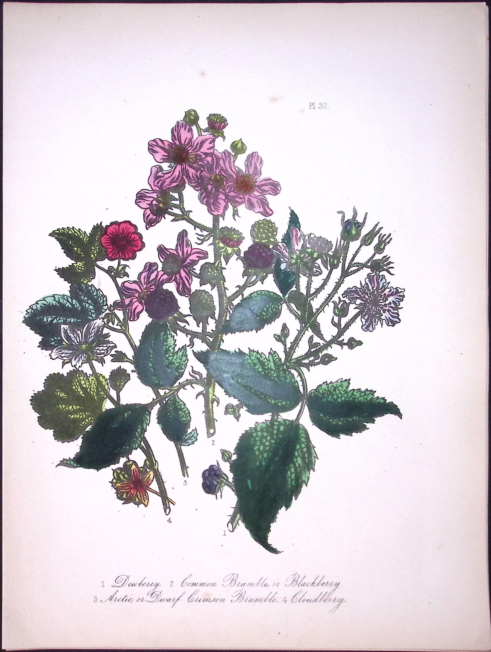 Rare 165-Yr-Old Antique Wildflower Gilt-Edged Illustration Jane Webb Loudon-32-A: Title: Rare 165-Yr-Old Antique Wildflower Gilt-Edged Illustration Jane Webb Loudon-32-A Description: Rare 165-Yr-Old Antique Wildflower Gilt-Edged Illustration Jane Webb Loudon-32. With