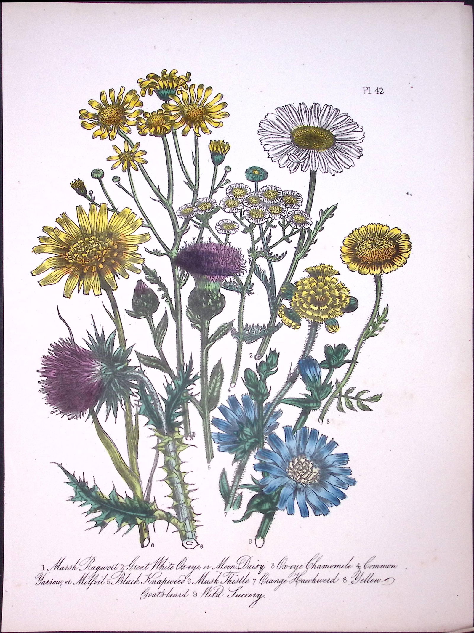Rare 165-Yr-Old Antique Wildflower Gilt-Edged Illustration Jane Webb Loudon-42-A: Title: Rare 165-Yr-Old Antique Wildflower Gilt-Edged Illustration Jane Webb Loudon-42-A Description: Rare 165-Yr-Old Antique Wildflower Gilt-Edged Illustration Jane Webb Loudon-42. With