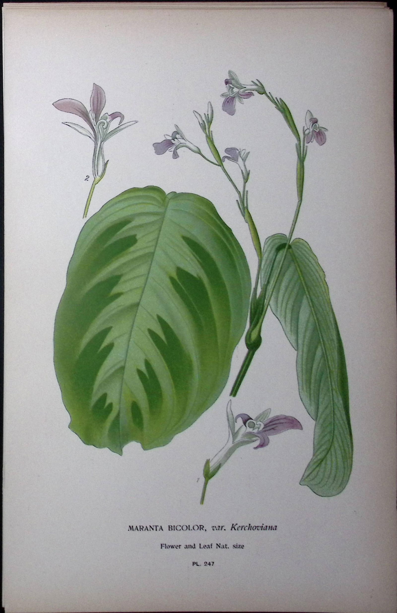 The Prayer Plant Edward Step Rare Antique Botanical Book Plate-247: Title: The Prayer Plant Edward Step Rare Antique Botanical Book Plate-247 Description: This Rare Beautiful Chromolithograph Was Removed from a Circa 1897 Antique Edition of. The Favourite