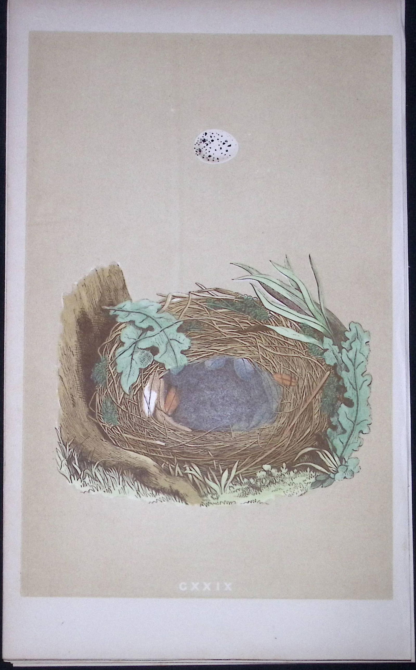 Rev Morris Chiff Chaff Bird Nest & Egg Antique Woodblock Engraving-76: Title: Rev Morris Chiff Chaff Bird Nest & Egg Antique Woodblock Engraving-76 Description: This Original Antique Colour Engraved Plate Was Removed from a First Edition of. The Rev FO Morris