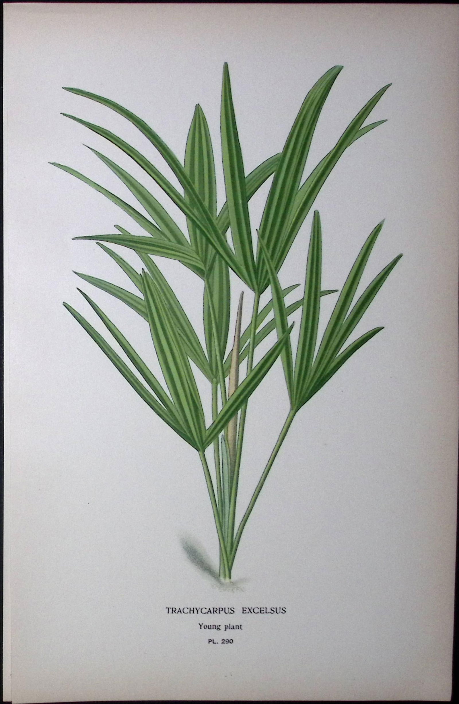 Chinese Windmill Palm Edward Step Rare Antique Botanical Book Plate-290: Title: Chinese Windmill Palm Edward Step Rare Antique Botanical Book Plate-290 Description: This Rare Beautiful Chromolithograph Was Removed from a Circa 1897 Antique Edition of.