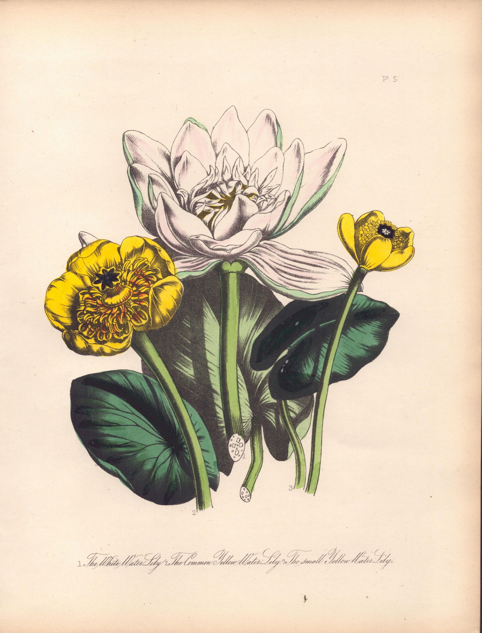 Rare 165-Yr-Old Antique Wildflower Gilt-Edged Illustration Jane Webb Loudon -5.: Title: Rare 165-Yr-Old Antique Wildflower Gilt-Edged Illustration Jane Webb Loudon -5. Description: Rare 165-Yr-Old Antique Wildflower Gilt-Edged Illustration Jane Webb Loudon -5. With Original