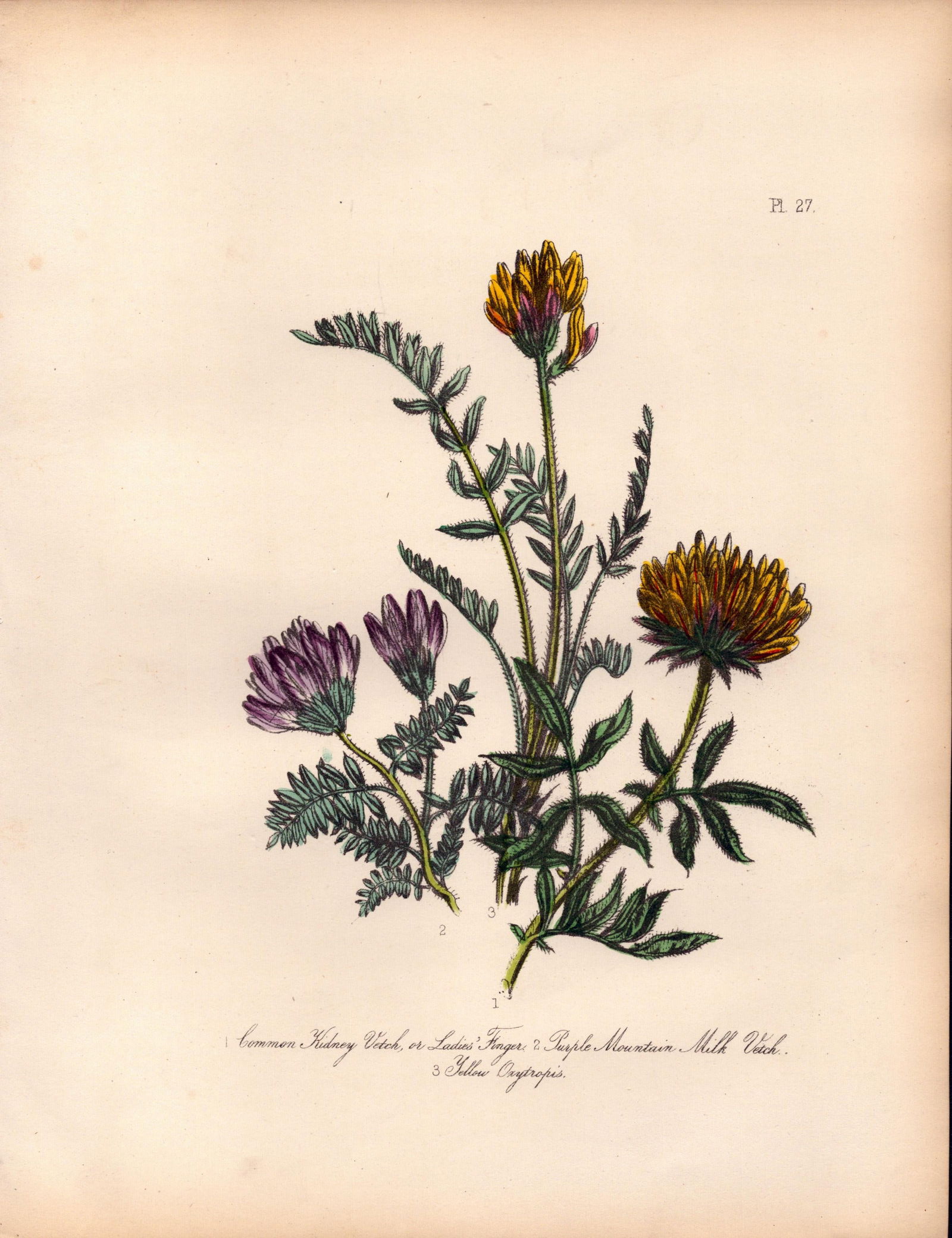 Rare 165-Yr-Old Antique Wildflower Gilt-Edged Illustration Jane Webb Loudon-27.: Title: Rare 165-Yr-Old Antique Wildflower Gilt-Edged Illustration Jane Webb Loudon-27. Description: Rare 165-Yr-Old Antique Wildflower Gilt-Edged Illustration Jane Webb Loudon-27. With Original