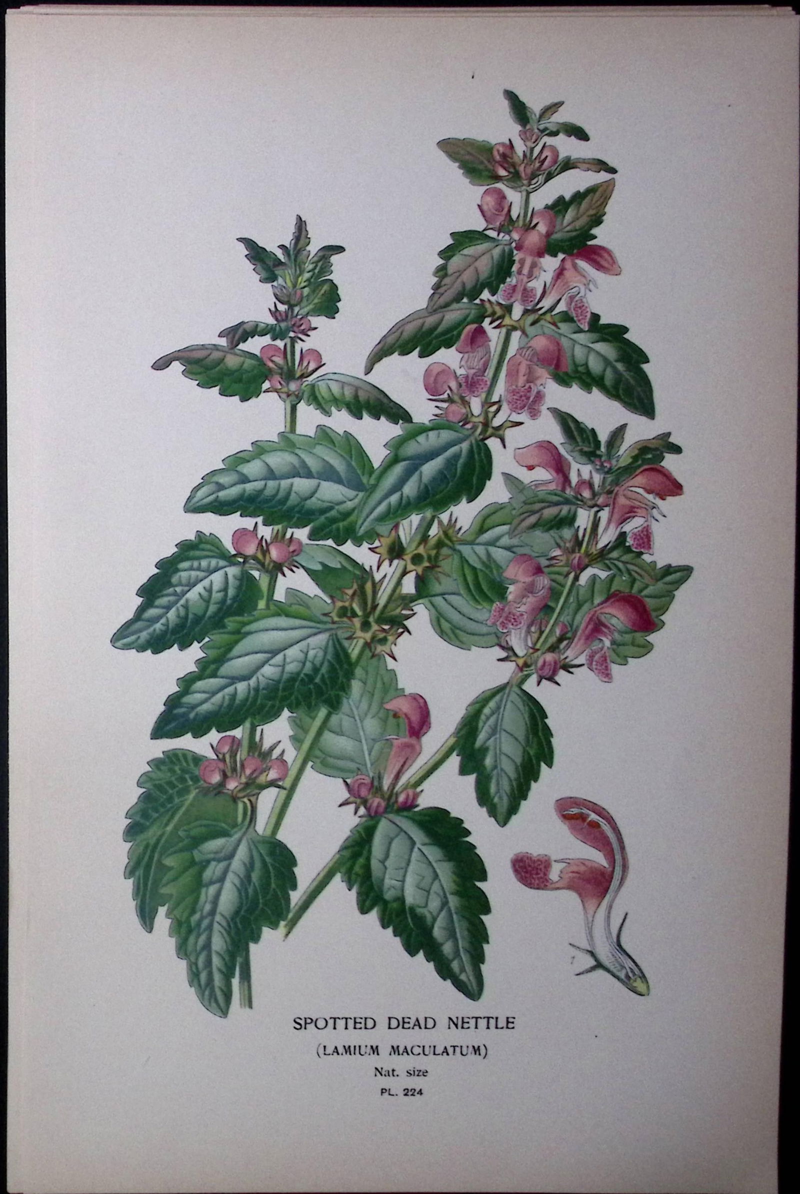 Spotted Dead Nettle Edward Step Rare Antique Botanical Book Plate-224: Title: Spotted Dead Nettle Edward Step Rare Antique Botanical Book Plate-224 Description: This Rare Beautiful Chromolithograph Was Removed from a Circa 1897 Antique Edition of. The Favourite