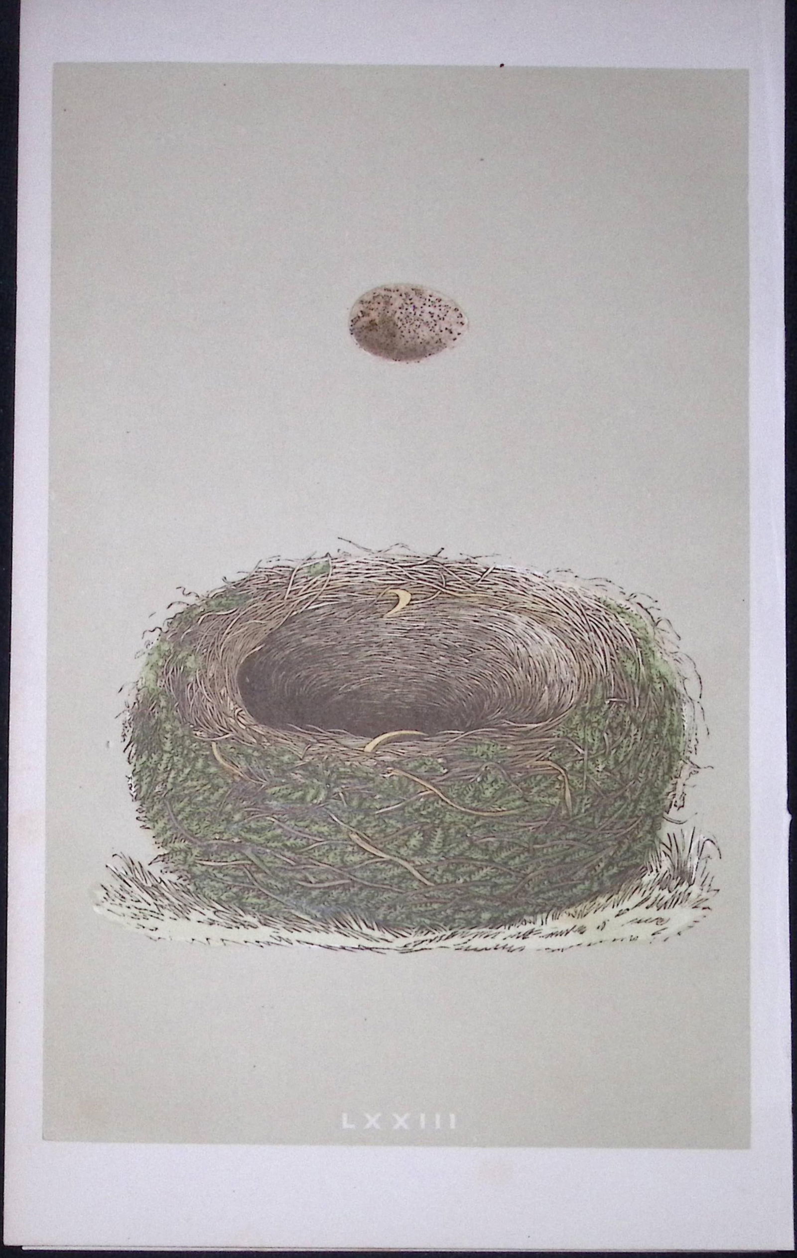 Rev Morris Wood Lark Bird Nest & Egg Antique Woodblock Engraving-20: Title: Rev Morris Wood Lark Bird Nest & Egg Antique Woodblock Engraving-20 Description: This Original Antique Colour Engraved Plate Was Removed from a First Edition of. The Rev FO Morris