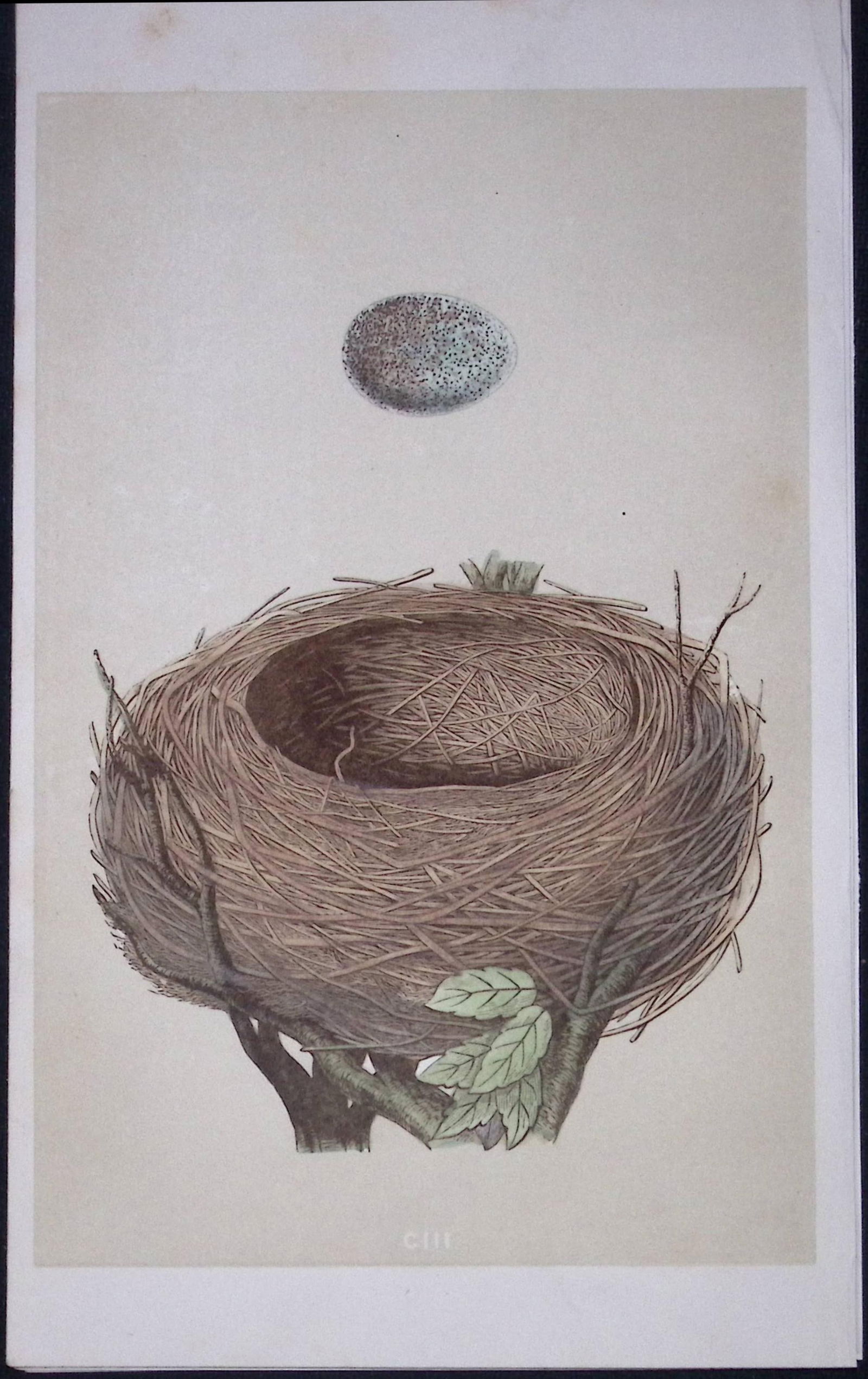 Rev Morris Blackbird Bird Nest & Egg Antique Woodblock Engraving-35: Title: Rev Morris Blackbird Bird Nest & Egg Antique Woodblock Engraving-35 Description: This Original Antique Colour Engraved Plate Was Removed from a First Edition of. </