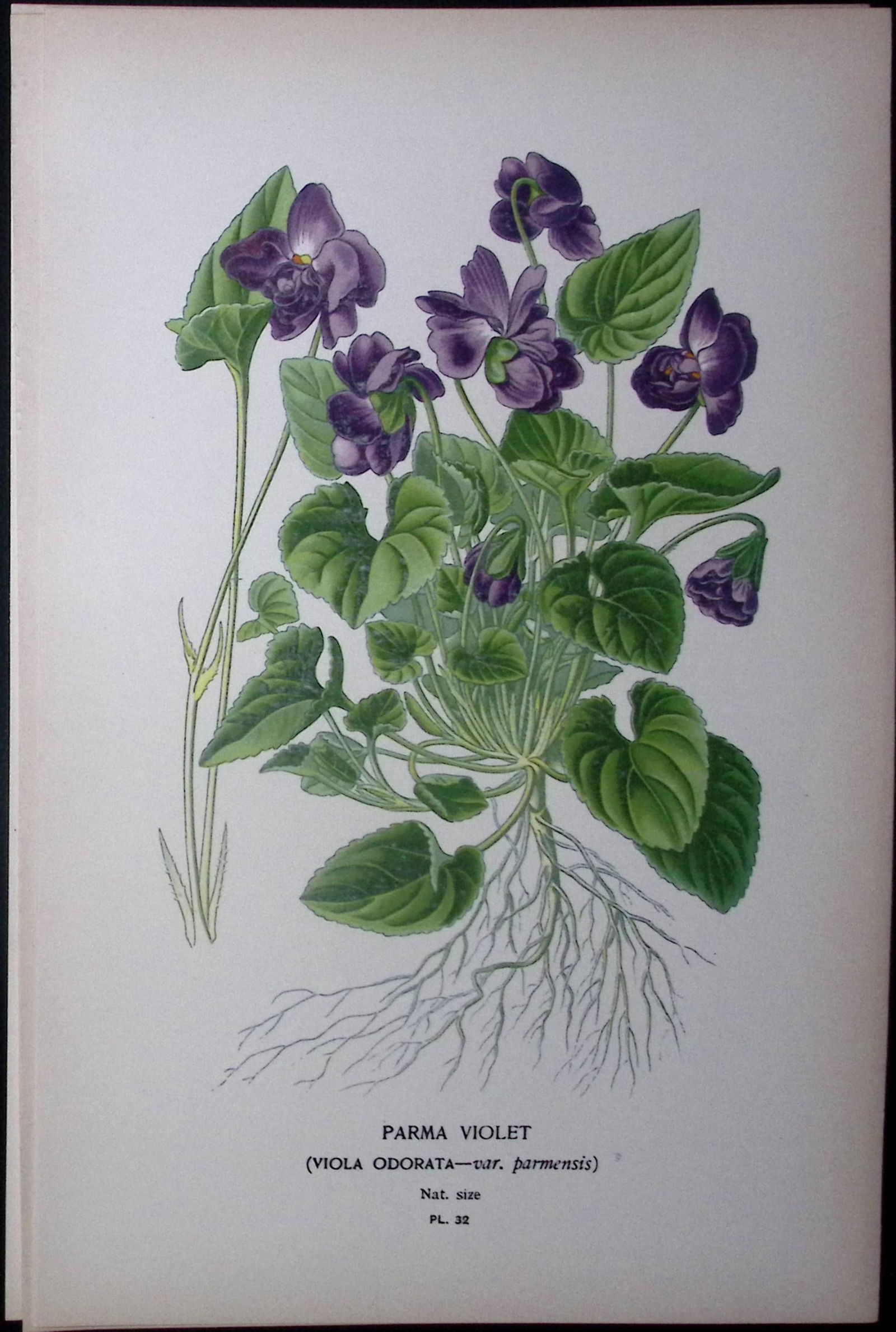 Parma Violet Flower Edward Step Rare Antique Botanical Book Plate-32