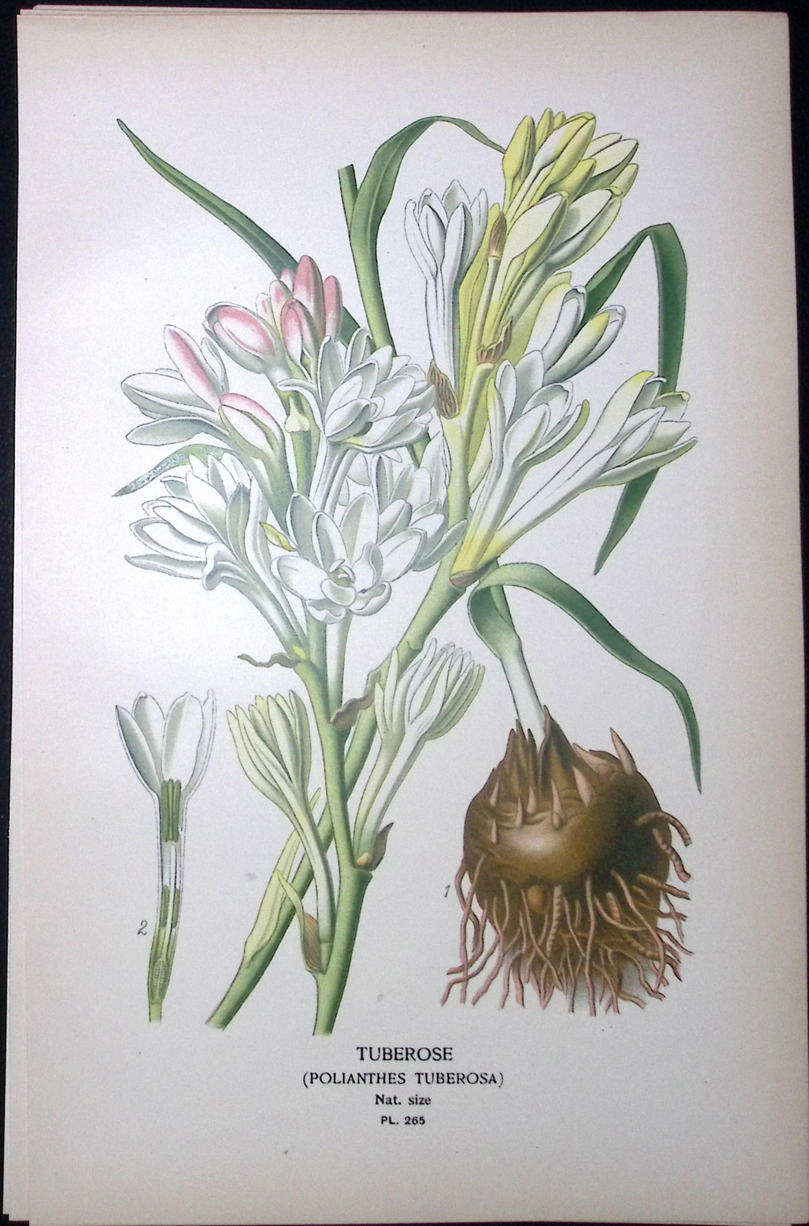 St Josephs Staff Edward Step Rare Antique Botanical Book Plate-265: Title: St Josephs Staff Edward Step Rare Antique Botanical Book Plate-265 Description: This Rare Beautiful Chromolithograph Was Removed from a Circa 1897 Antique Edition of.