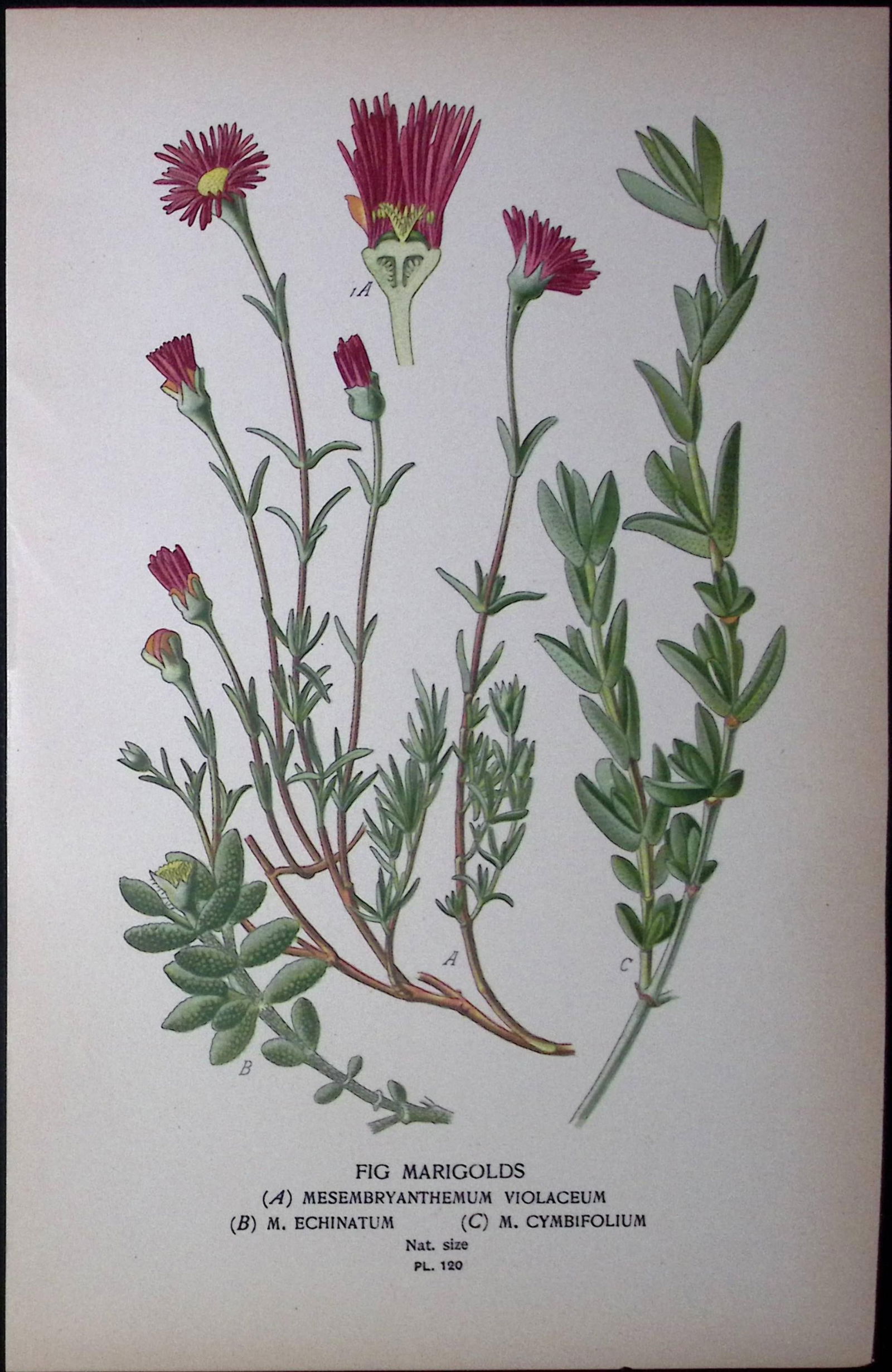 Fig Marigolds Edward Step Rare Antique Botanical Book Plate-120: Title: Fig Marigolds Edward Step Rare Antique Botanical Book Plate-120 Description: This Rare Beautiful Chromolithograph Was Removed from a Circa 1897 Antique Edition of. The Favourite Flowers