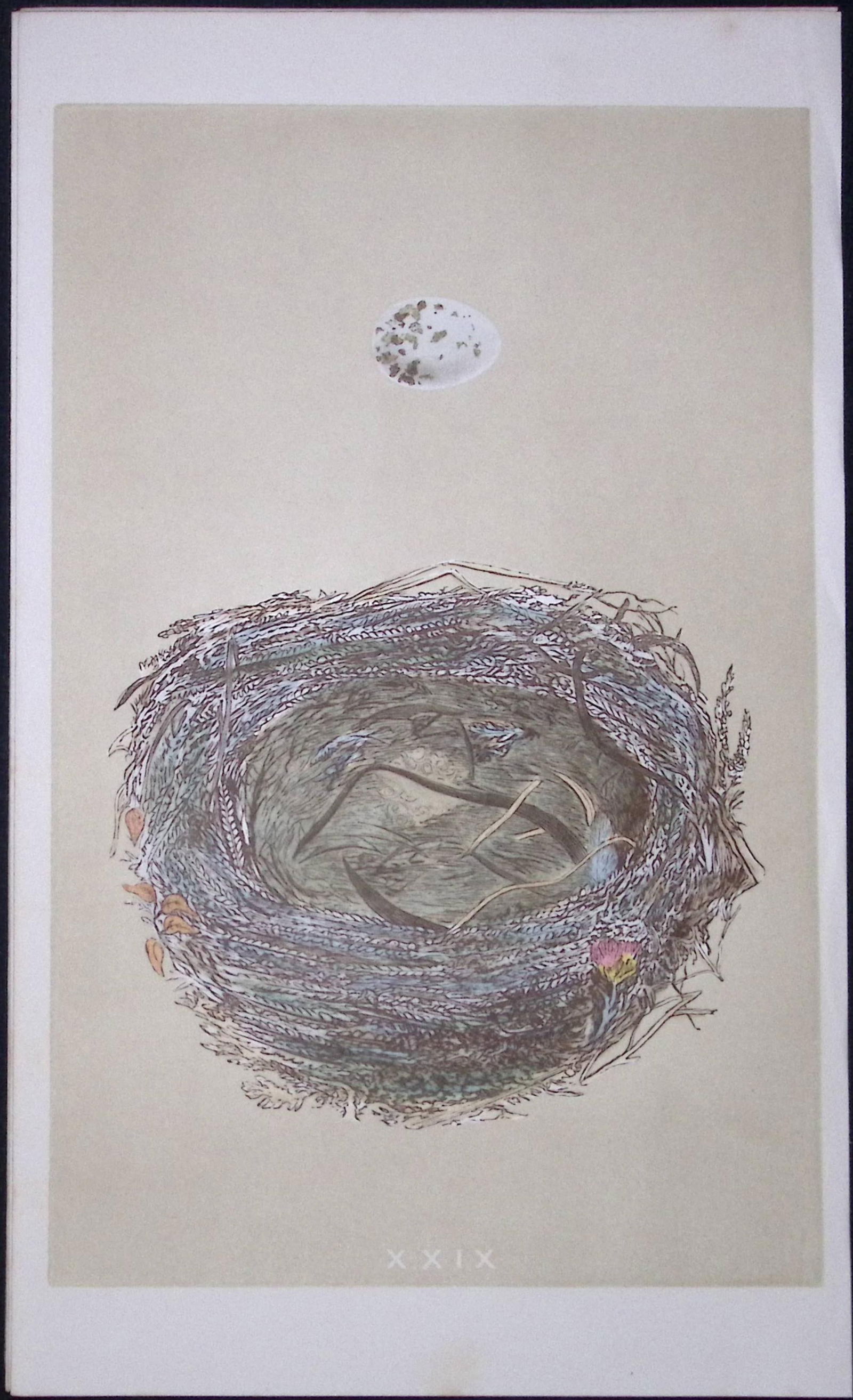 Rev Morris Woodchat Bird Nest & Egg Antique Woodblock Engraving-6: Title: Rev Morris Woodchat Bird Nest & Egg Antique Woodblock Engraving-6 Description: This Original Antique Colour Engraved Plate Was Removed from a First Edition of.