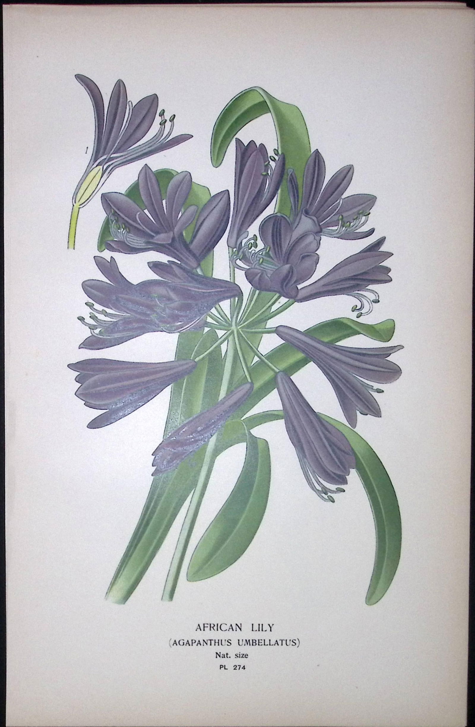 African Lily Edward Step Rare Antique Botanical Book Plate-274: Title: African Lily Edward Step Rare Antique Botanical Book Plate-274 Description: This Rare Beautiful Chromolithograph Was Removed from a Circa 1897 Antique Edition of. The Favourite Flowers