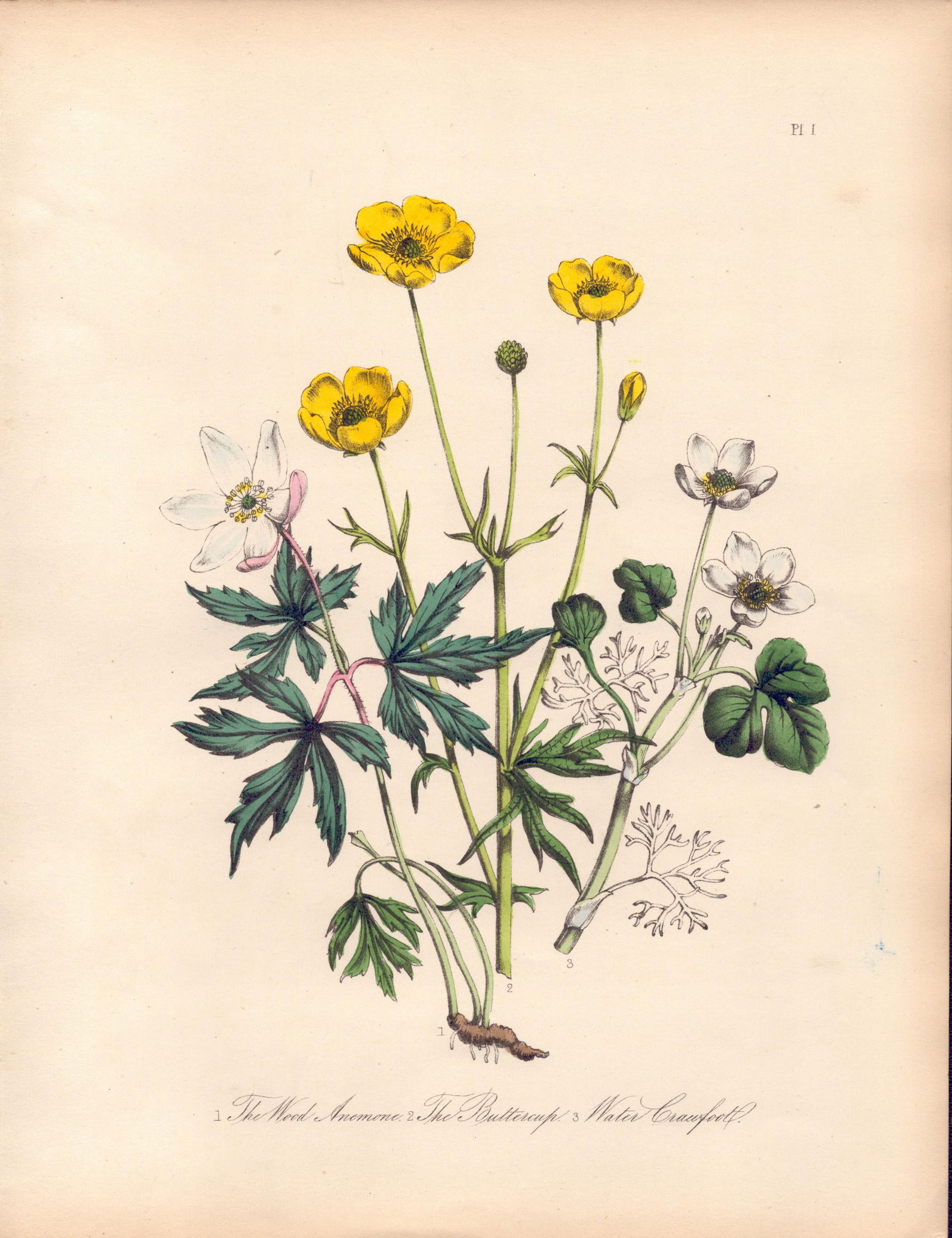 Rare 1846 Jane Loudon Traveler's Joy -Meadow Rue (The Lesser) - Pheasant's Eye-1.: Title: Rare 1846 Jane Loudon Traveler's Joy -Meadow Rue (The Lesser) - Pheasant's Eye-1. Description: Rare 1846 Jane Loudon Traveler's Joy -Meadow Rue (The Lesser) - Pheasant'