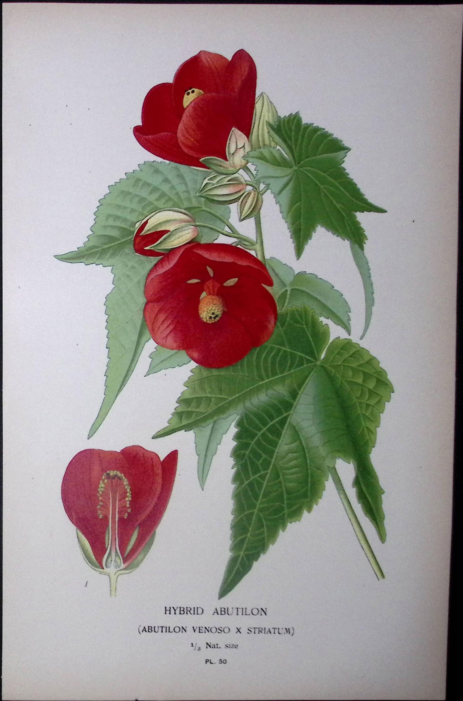 Chinese Lantern Edward Step Rare Antique Botanical Book Plate-50: Title: Chinese Lantern Edward Step Rare Antique Botanical Book Plate-50 Description: This Rare Beautiful Chromolithograph Was Removed from a Circa 1897 Antique Edition of.