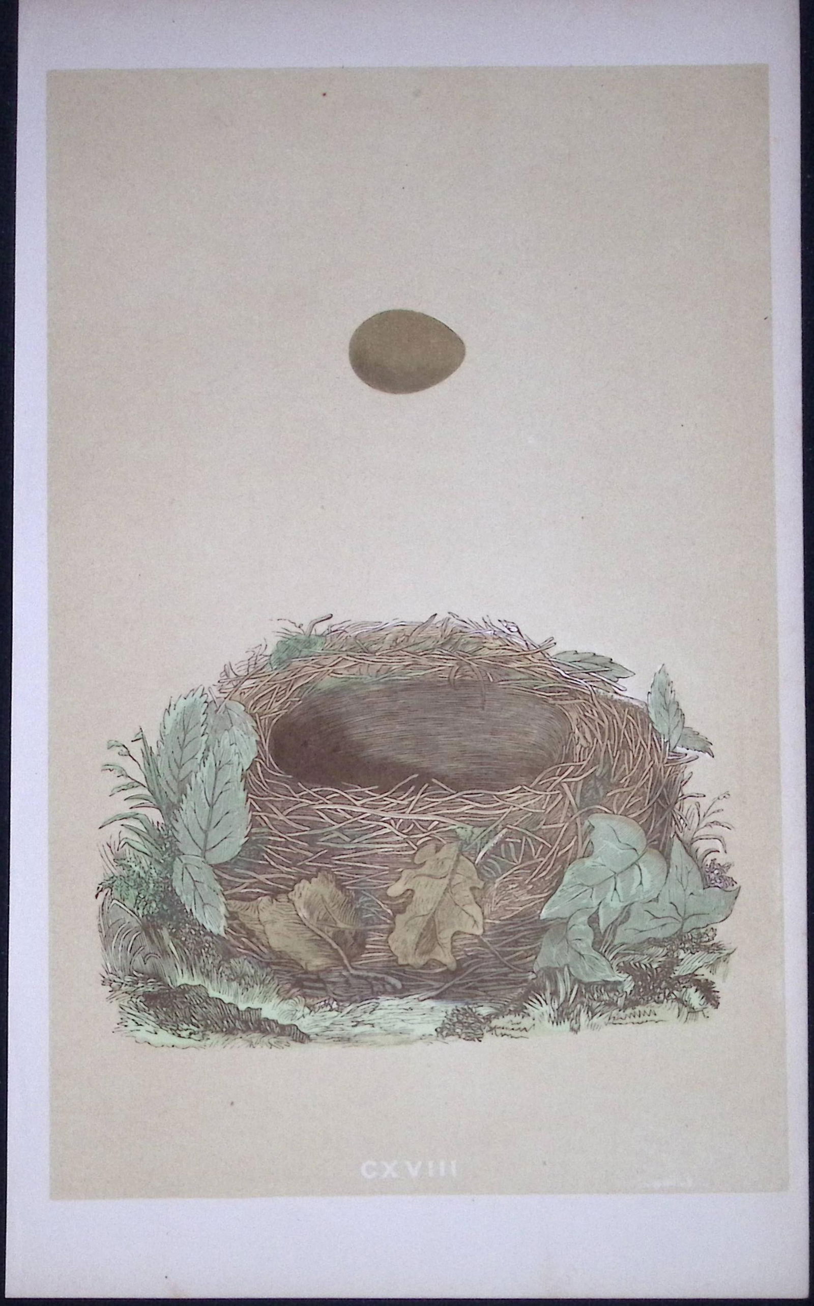 Rev Morris Nightingale Bird Nest & Egg Antique Woodblock Engraving-60: Title: Rev Morris Nightingale Bird Nest & Egg Antique Woodblock Engraving-60 Description: This Original Antique Colour Engraved Plate Was Removed from a First Edition of. The Rev FO Morris