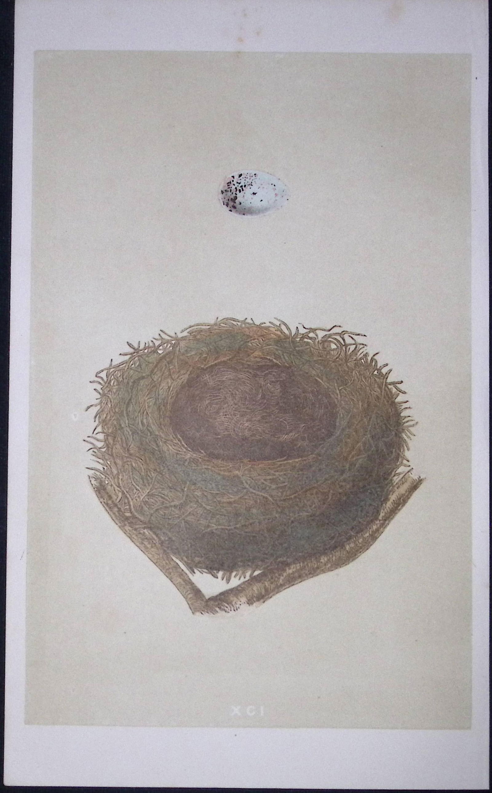 Rev Morris Bullfinch Bird Nest & Egg Antique Woodblock Engraving-15: Title: Rev Morris Bullfinch Bird Nest & Egg Antique Woodblock Engraving-15 Description: This Original Antique Colour Engraved Plate Was Removed from a First Edition of. The Rev FO Morris