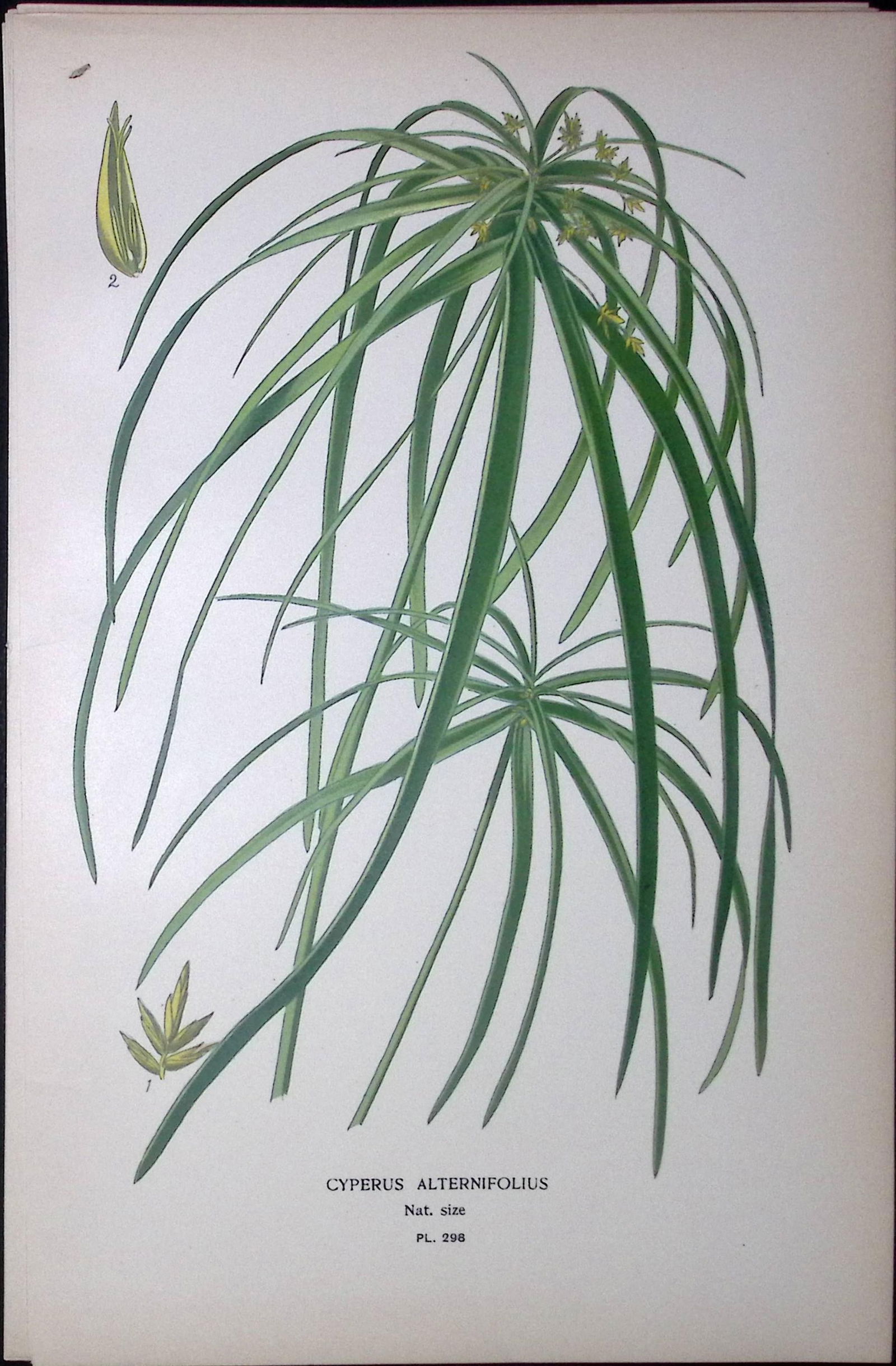 Umbrella Plant Edward Step Rare Antique Botanical Book Plate-298: Title: Umbrella Plant Edward Step Rare Antique Botanical Book Plate-298 Description: This Rare Beautiful Chromolithograph Was Removed from a Circa 1897 Antique Edition of. The Favourite Flowers