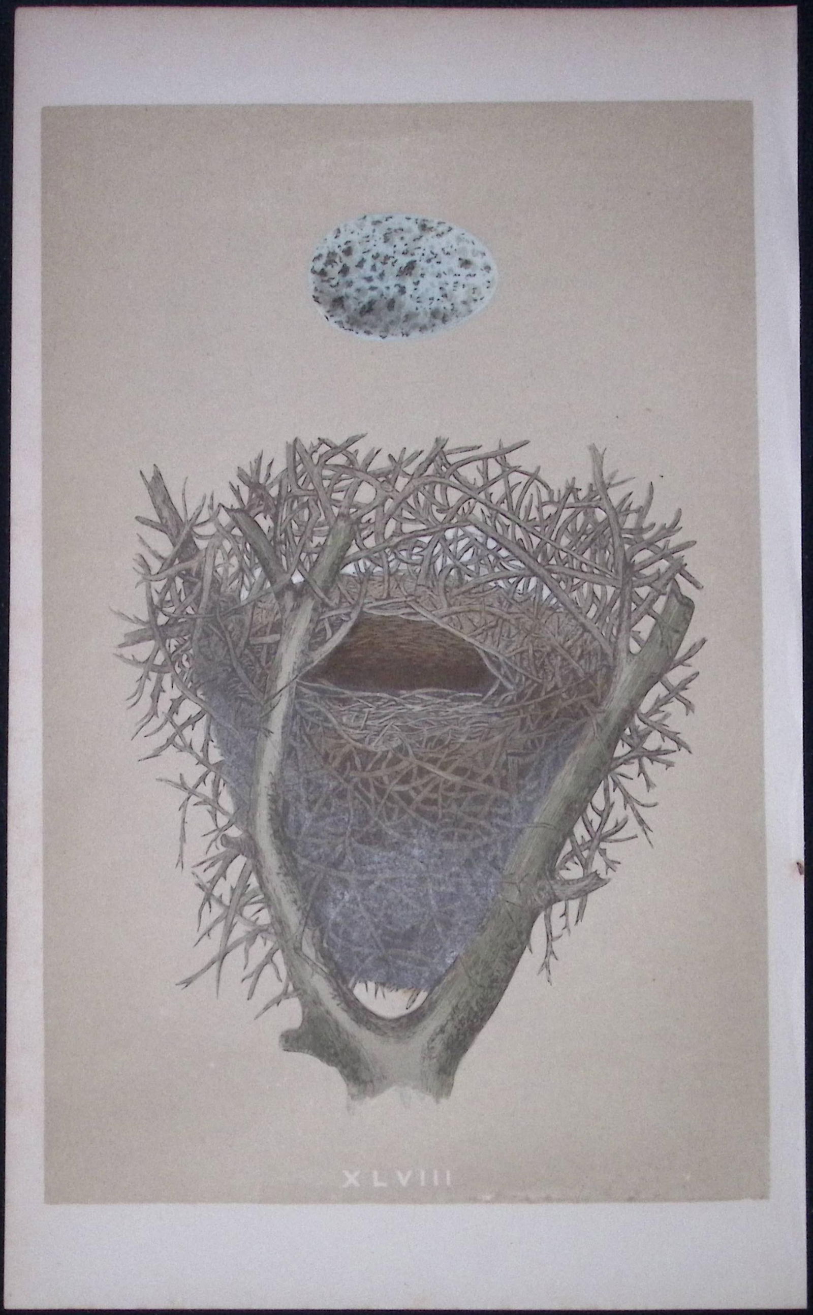 Rev Morris Magpie Bird Nest & Egg Antique Woodblock Coloured Engraving-12: Title: Rev Morris Magpie Bird Nest & Egg Antique Woodblock Coloured Engraving-12 Description: This Original Antique Colour Engraved Plate Was Removed from a First Edition of. The Rev FO